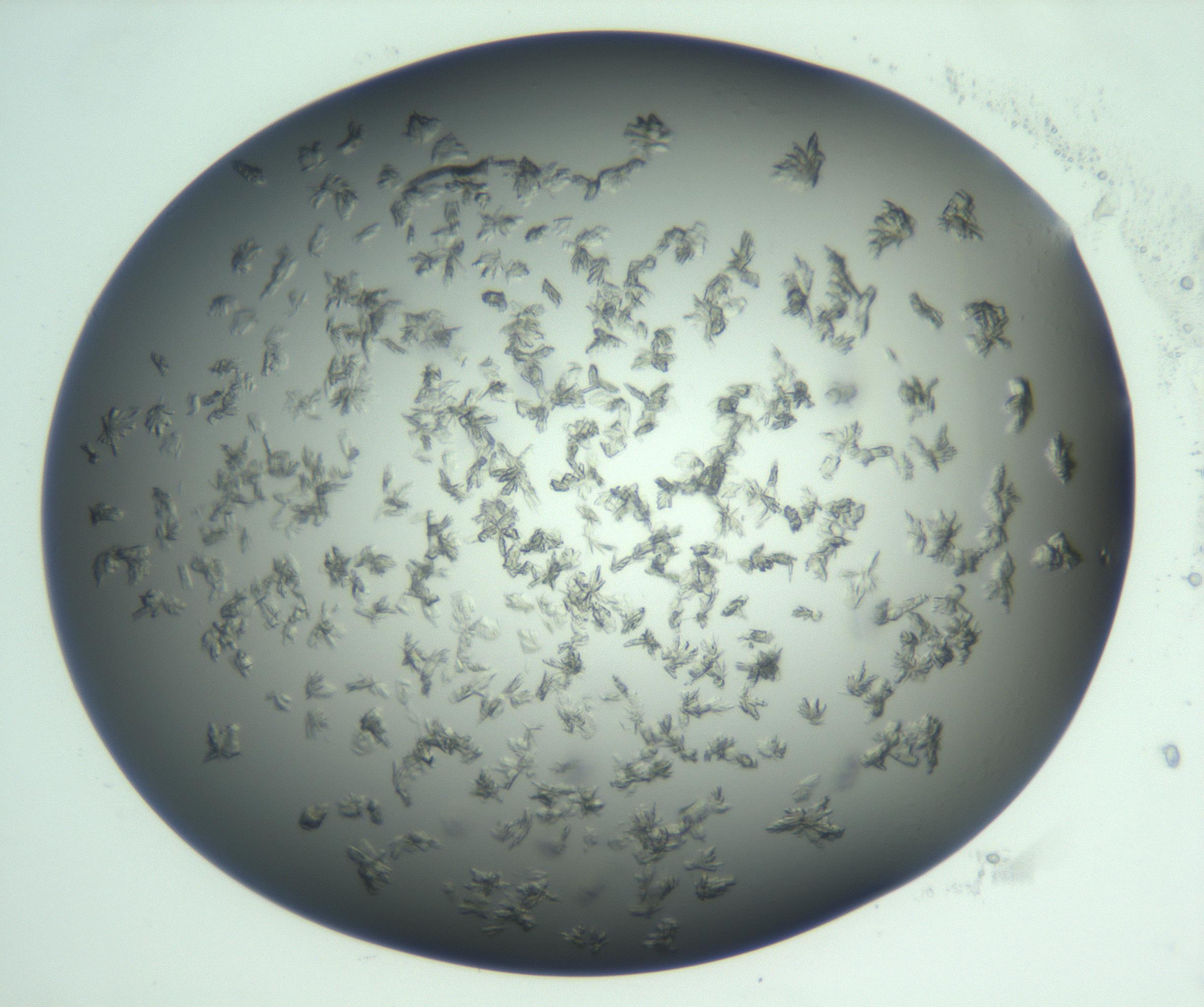 RI01_03_000_0212_Proj1_Clon1_MC_0000MC103059_005_161201_08_07_01_00_99_002_001_RAI.jpg
