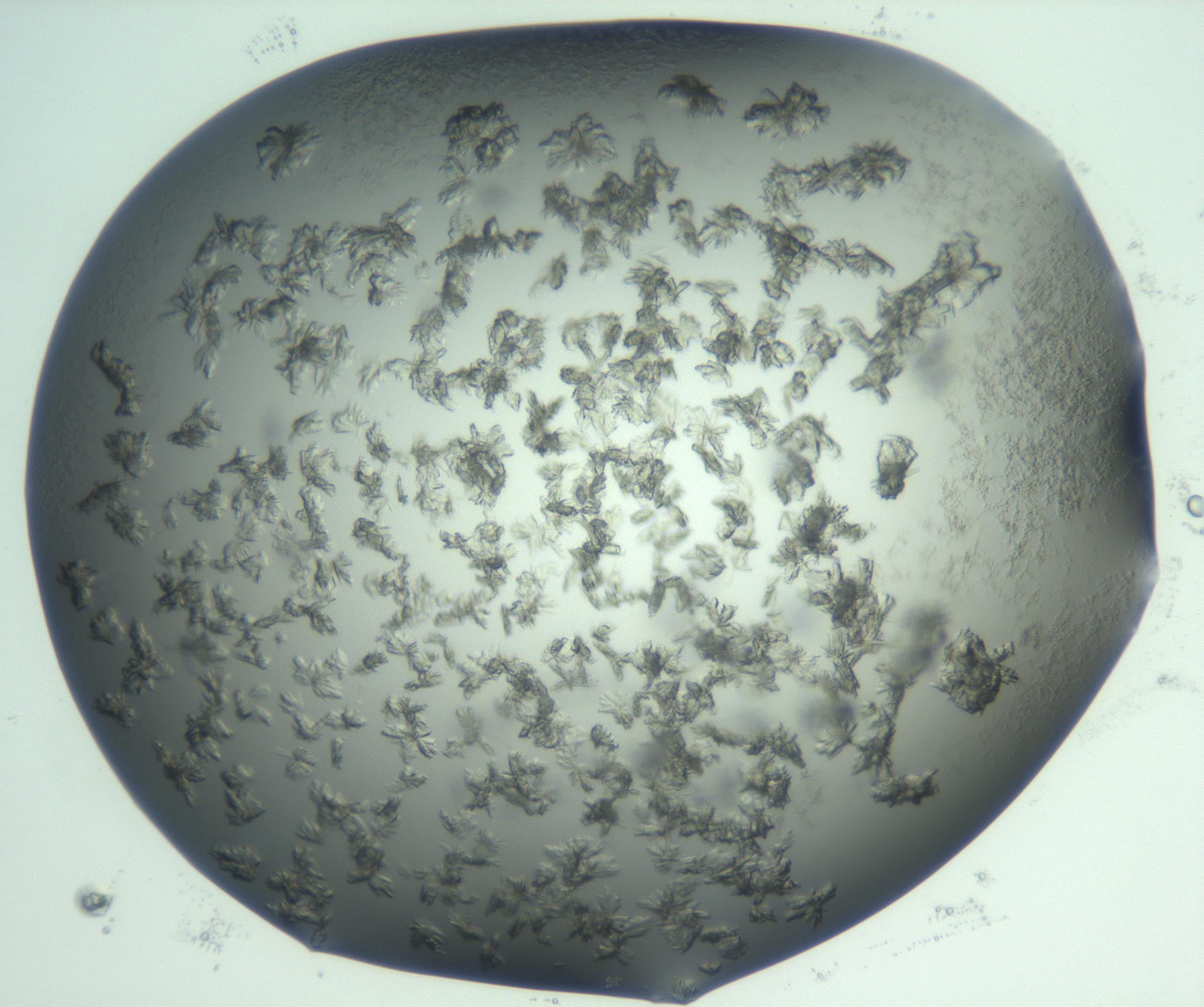 RI01_03_000_0212_Proj1_Clon1_MC_0000MC103059_005_161201_08_07_02_00_99_002_001_RAI.jpg