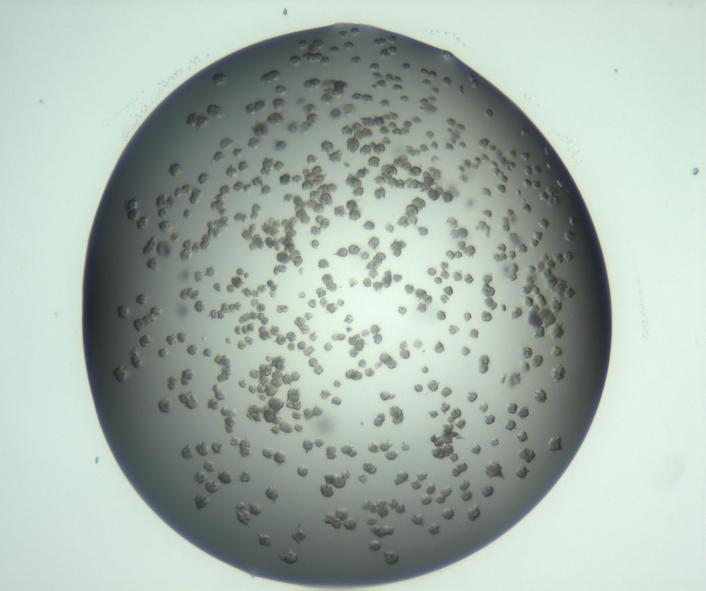 RI01_03_000_0212_Proj1_Clon1_MC_0000MC103059_005_161201_09_06_01_00_99_002_001_RAI.jpg