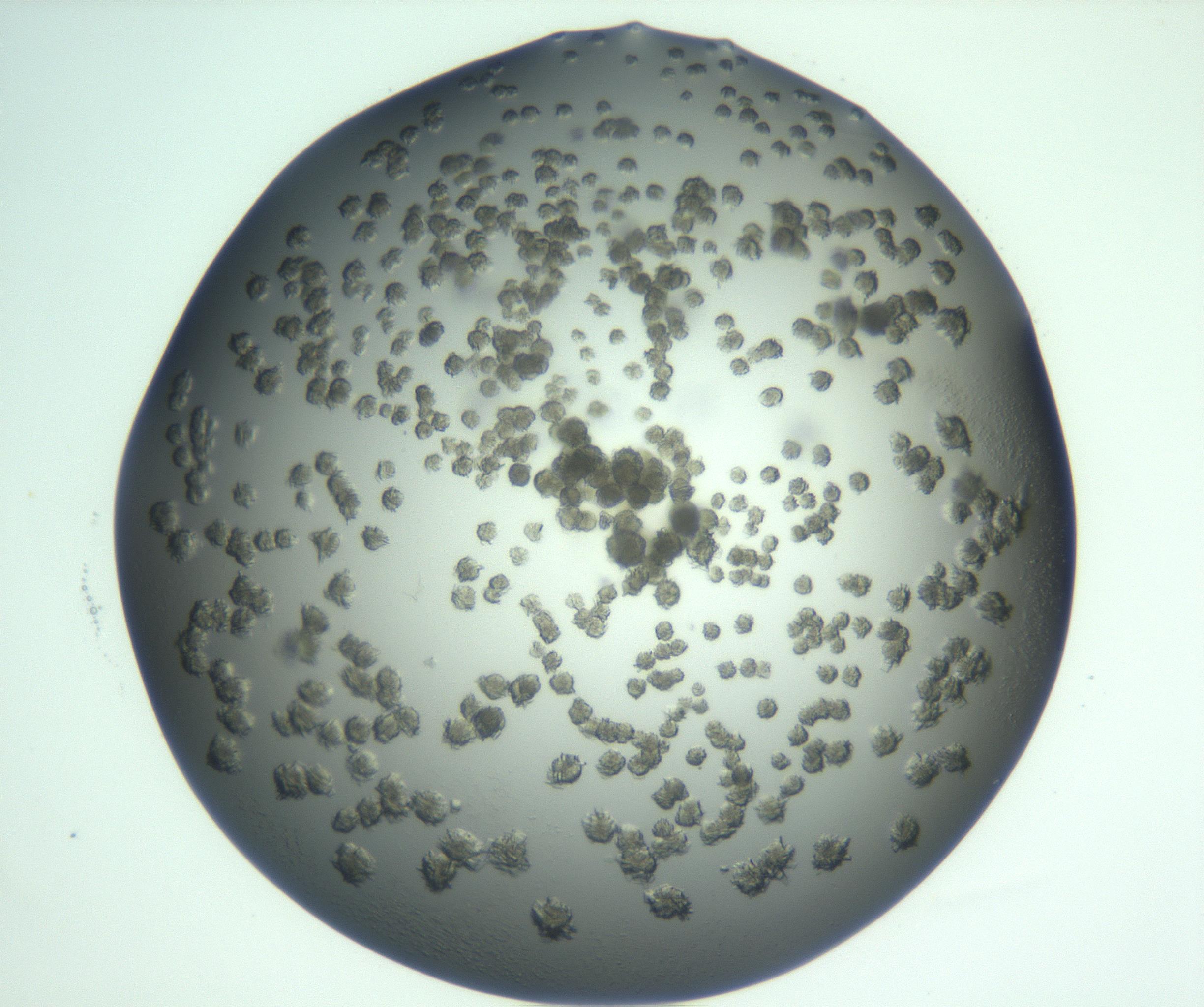 RI01_03_000_0212_Proj1_Clon1_MC_0000MC103059_005_161201_09_06_02_00_99_002_001_RAI.jpg