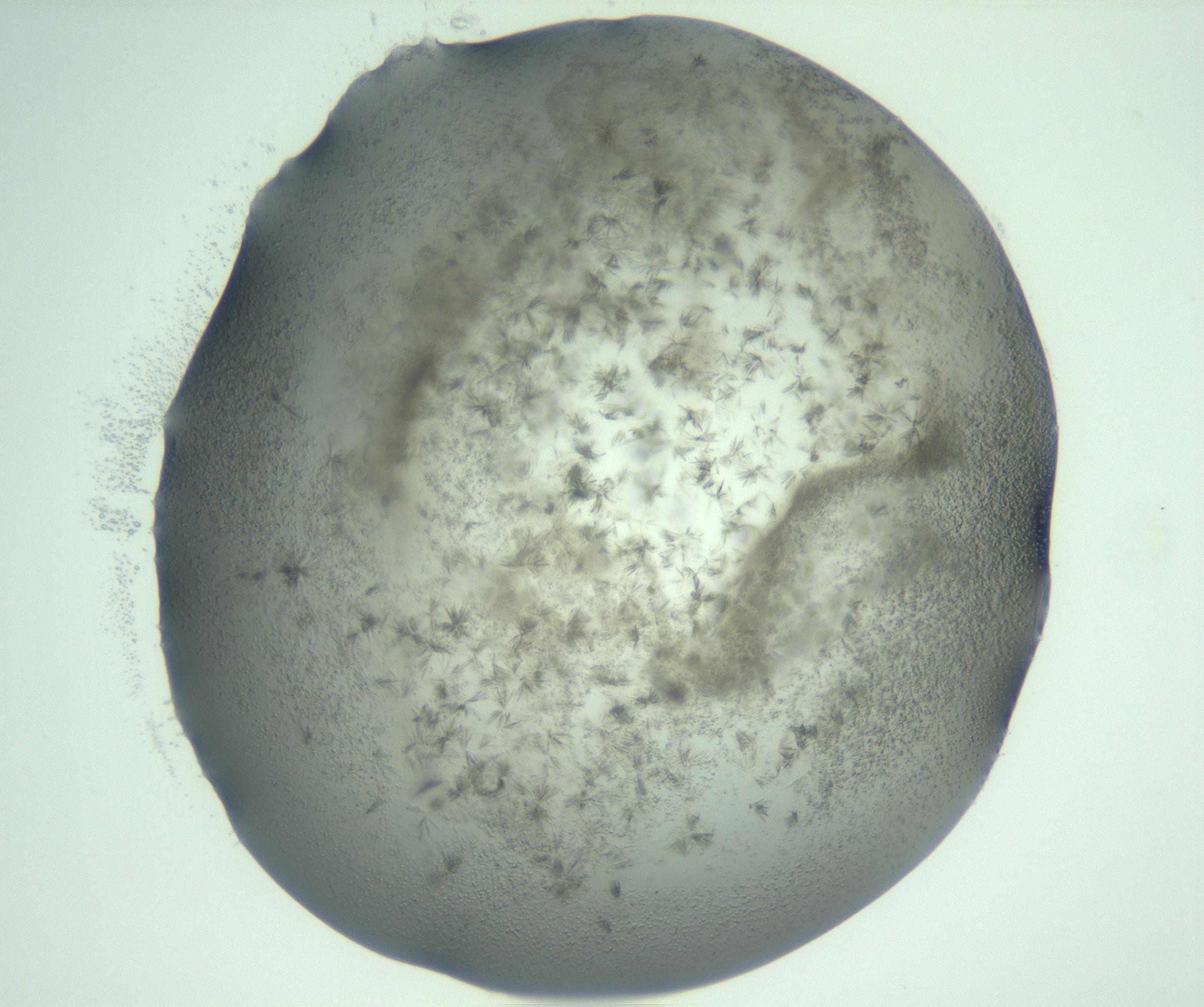 RI01_03_000_0212_Proj1_Clon1_MC_0000MC103059_005_161201_10_03_01_00_99_002_001_RAI.jpg