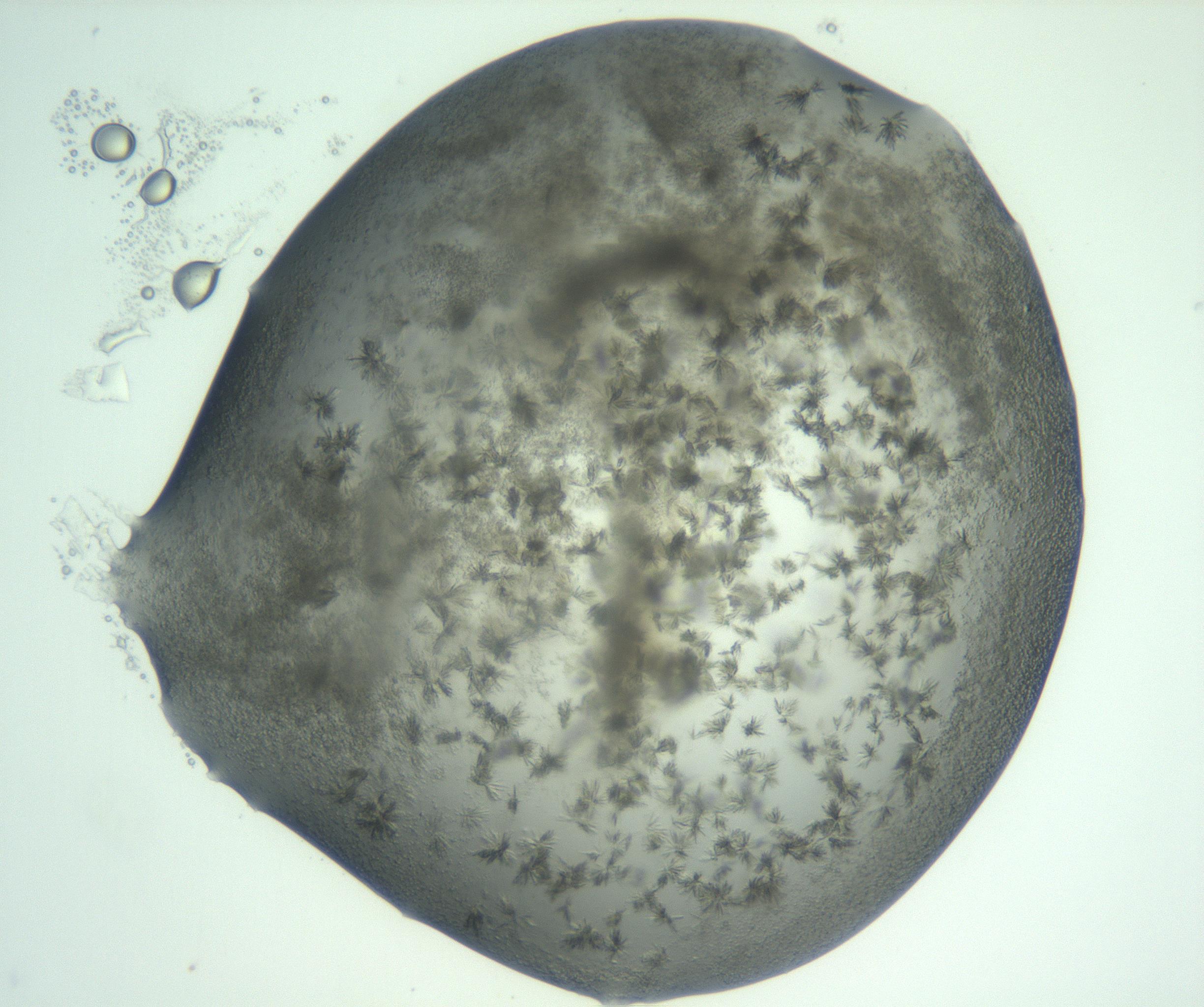 RI01_03_000_0212_Proj1_Clon1_MC_0000MC103059_005_161201_10_03_02_00_99_002_001_RAI.jpg