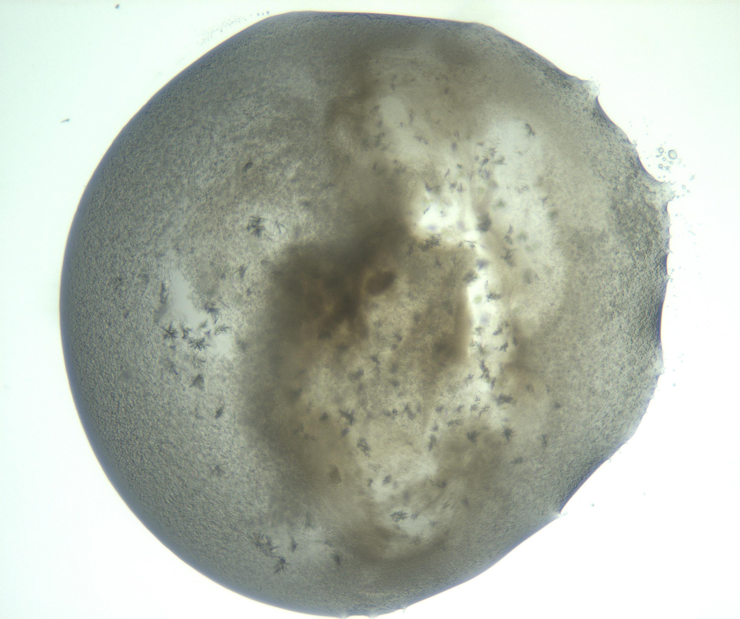 RI01_03_000_0212_Proj1_Clon1_MC_0000MC103059_005_161201_11_01_02_00_99_002_001_RAI.jpg