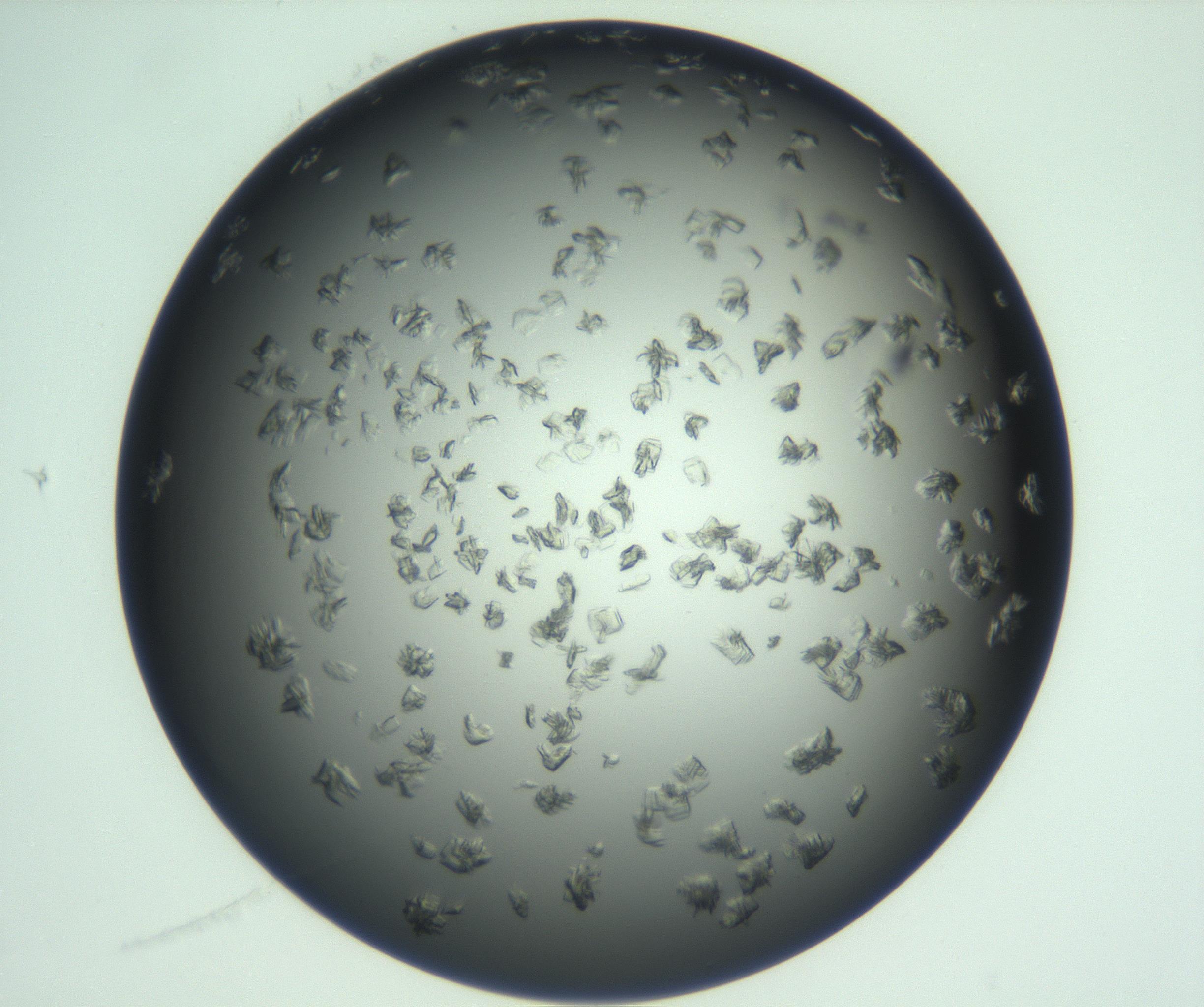 RI01_03_000_0212_Proj1_Clon1_MC_0000MC103059_005_161201_11_06_01_00_99_002_001_RAI.jpg