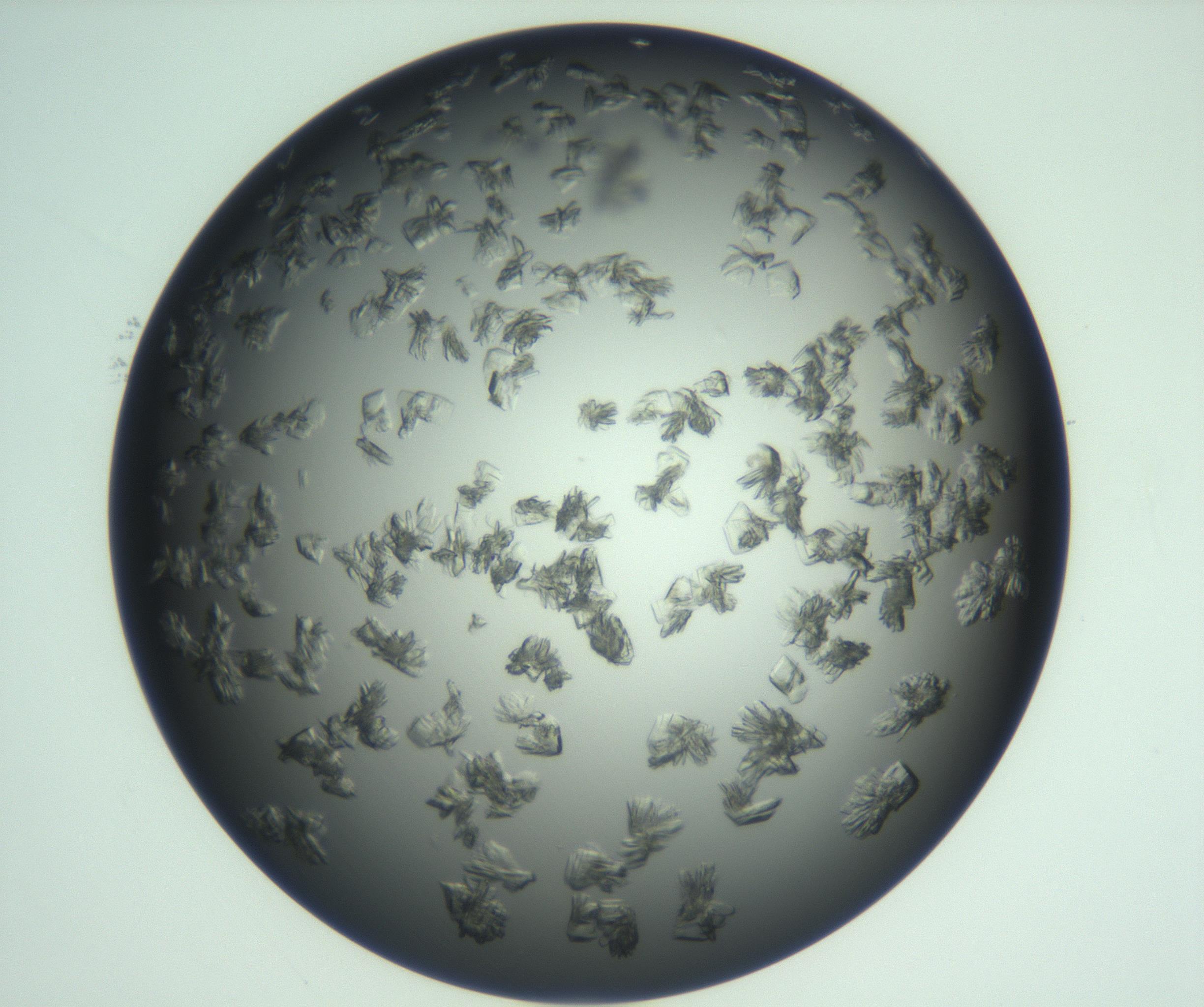 RI01_03_000_0212_Proj1_Clon1_MC_0000MC103059_005_161201_11_06_02_00_99_002_001_RAI.jpg