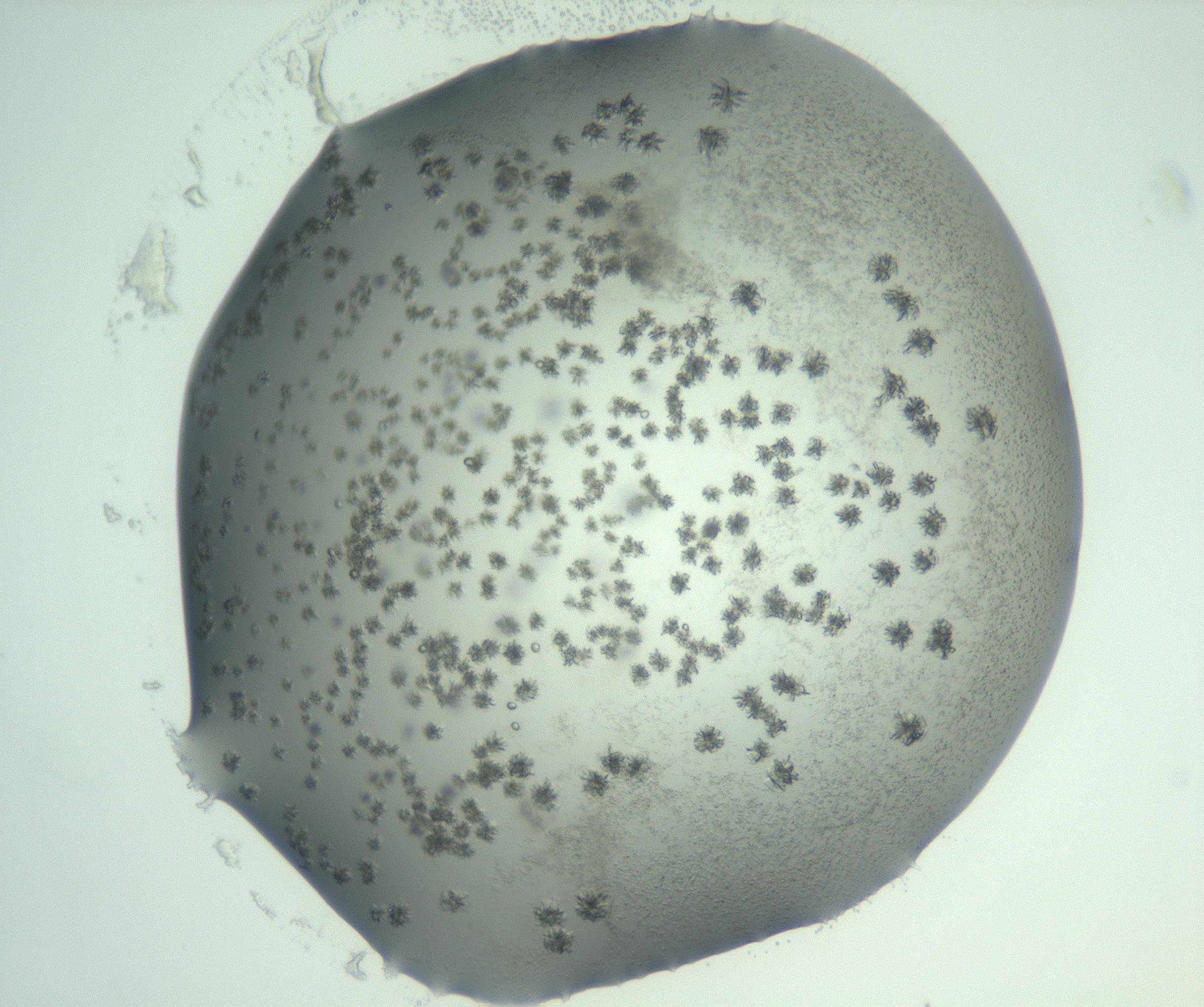 RI01_03_000_0212_Proj1_Clon1_MC_0000MC103059_005_161201_12_02_01_00_99_002_001_RAI.jpg