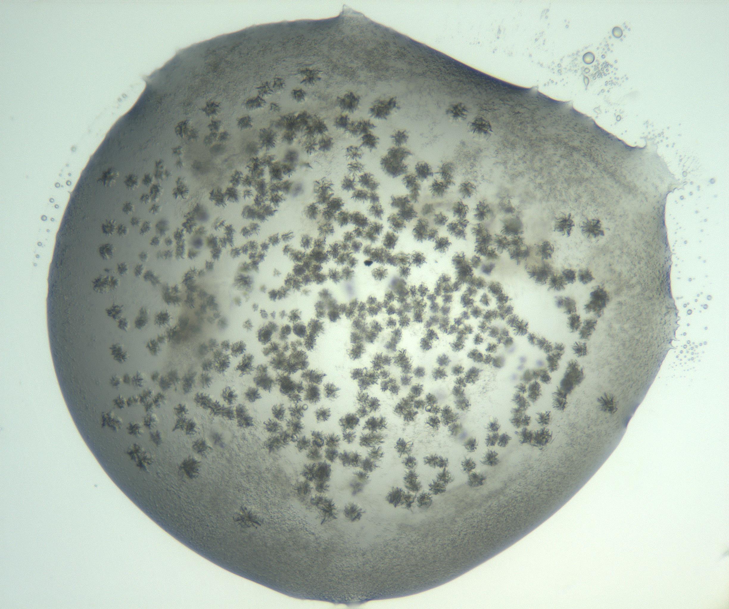 RI01_03_000_0212_Proj1_Clon1_MC_0000MC103059_005_161201_12_02_02_00_99_002_001_RAI.jpg