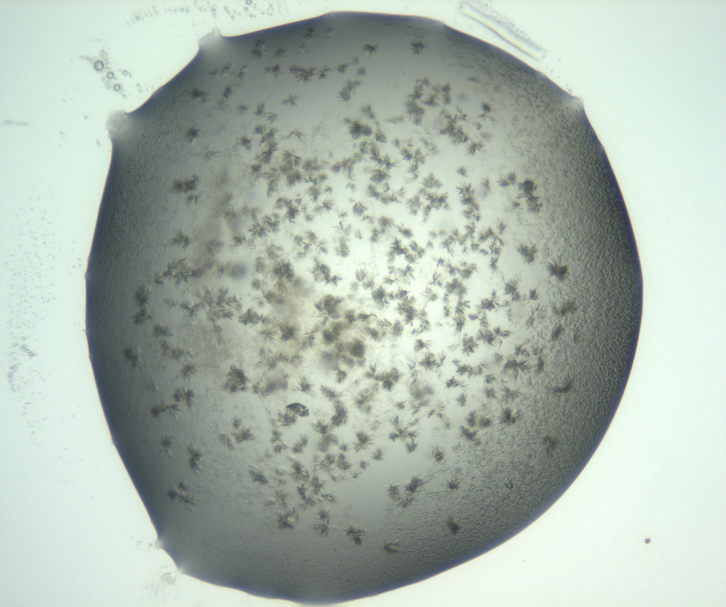RI01_03_000_0212_Proj1_Clon1_MC_0000MC103059_005_161201_12_03_01_00_99_002_001_RAI.jpg