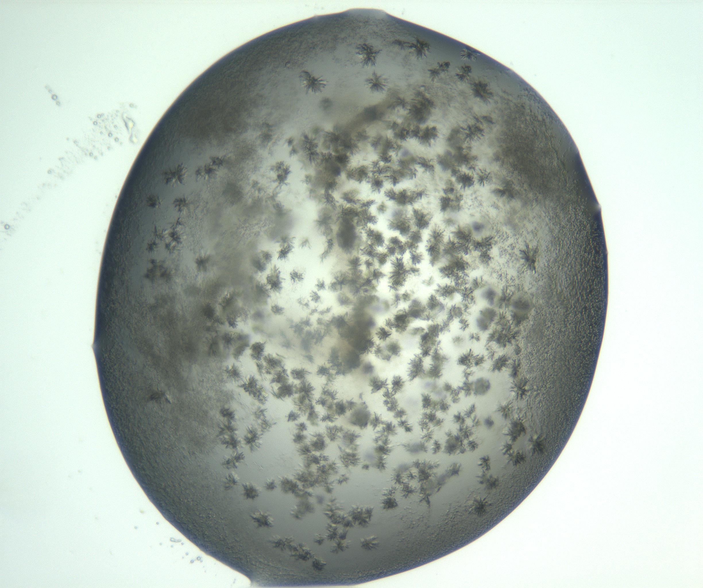 RI01_03_000_0212_Proj1_Clon1_MC_0000MC103059_005_161201_12_03_02_00_99_002_001_RAI.jpg