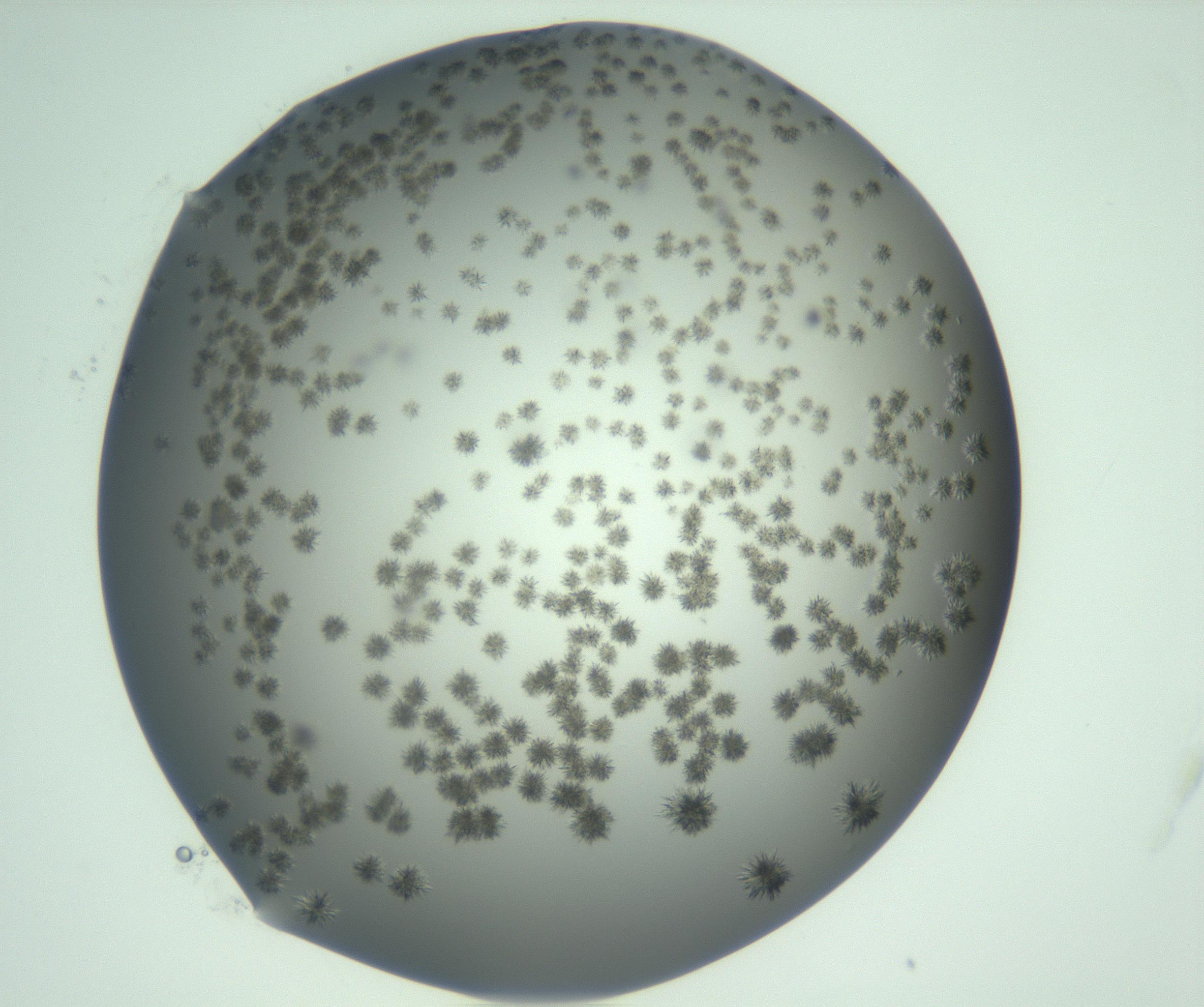 RI01_03_000_0212_Proj1_Clon1_MC_0000MC103059_005_161201_12_06_01_00_99_002_001_RAI.jpg