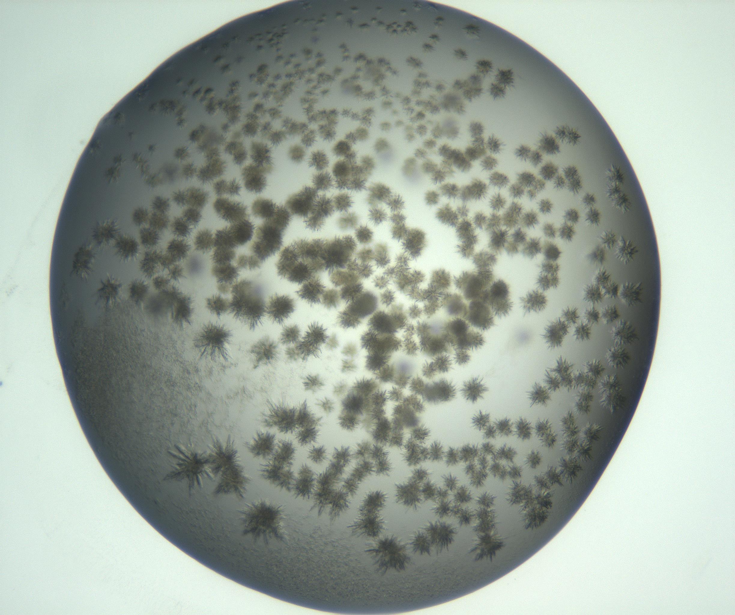 RI01_03_000_0212_Proj1_Clon1_MC_0000MC103059_005_161201_12_06_02_00_99_002_001_RAI.jpg