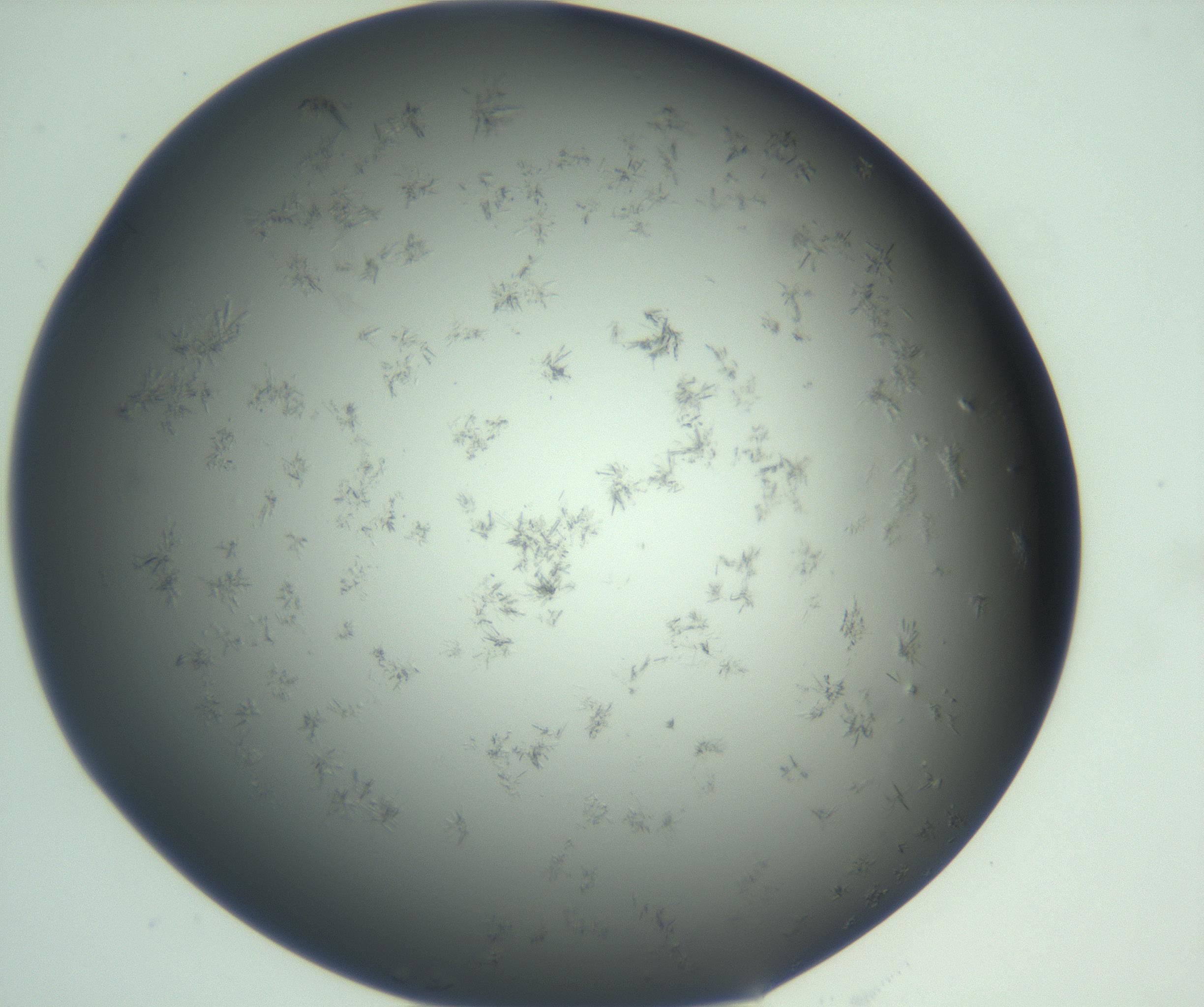 RI01_03_000_0212_Proj1_Clon1_MC_0000MC103060_005_161201_01_04_01_00_99_002_001_RAI.jpg