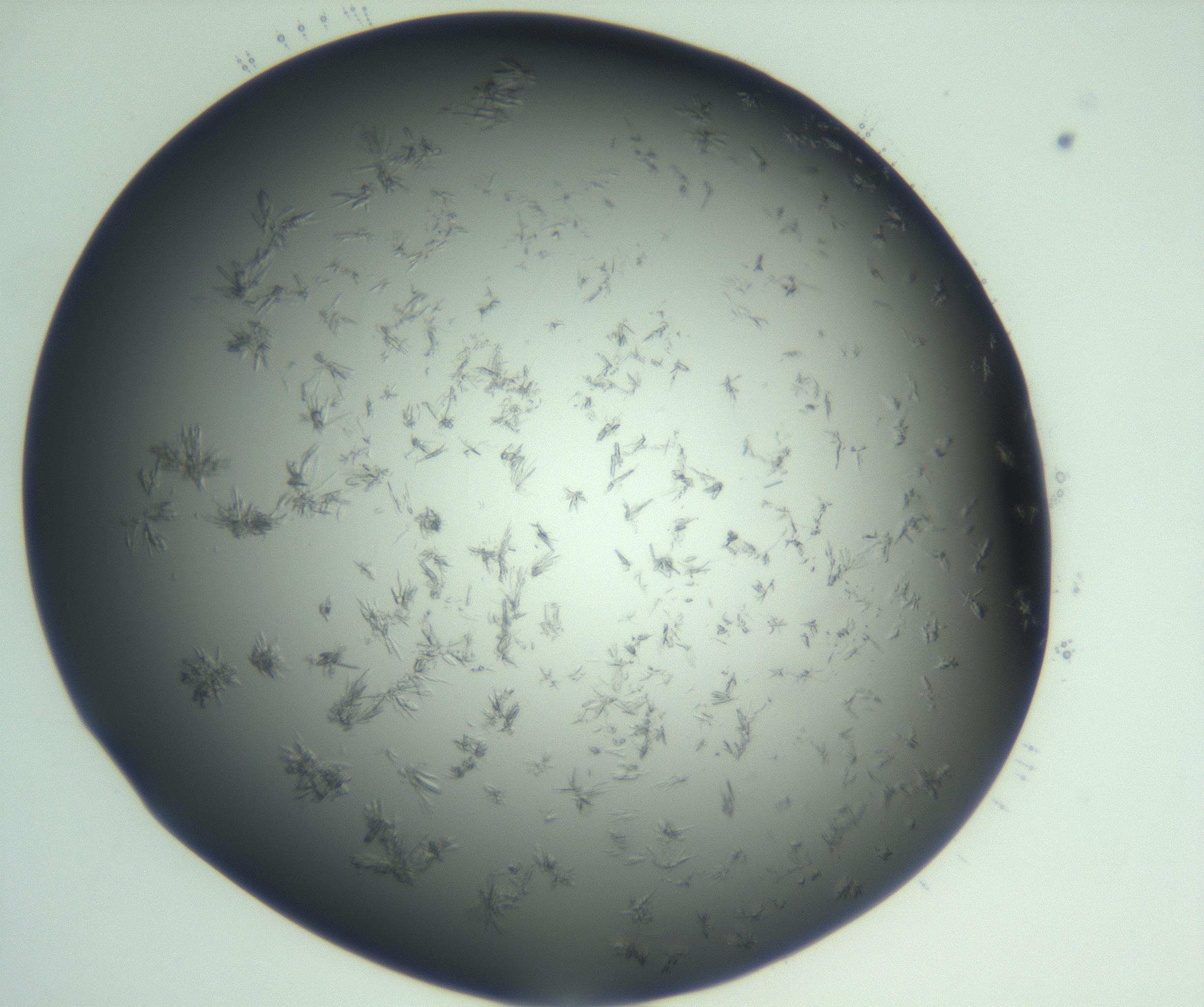 RI01_03_000_0212_Proj1_Clon1_MC_0000MC103060_005_161201_01_04_02_00_99_002_001_RAI.jpg
