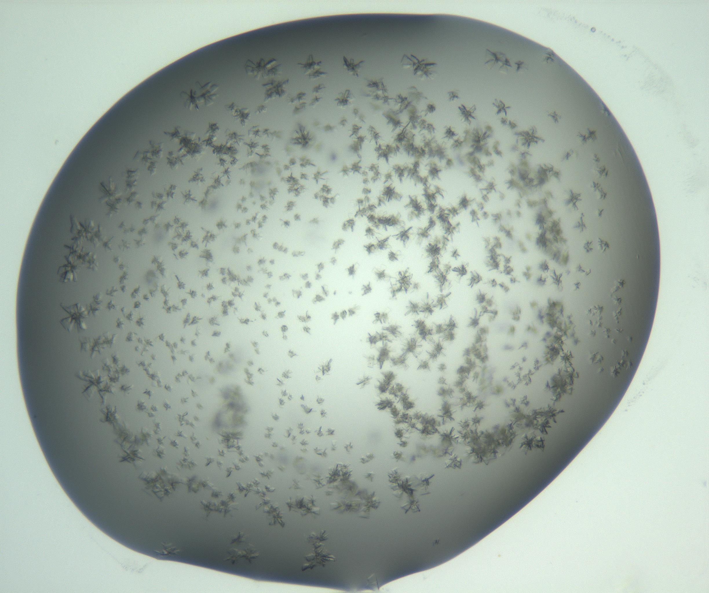 RI01_03_000_0212_Proj1_Clon1_MC_0000MC103060_005_161201_01_05_01_00_99_002_001_RAI.jpg