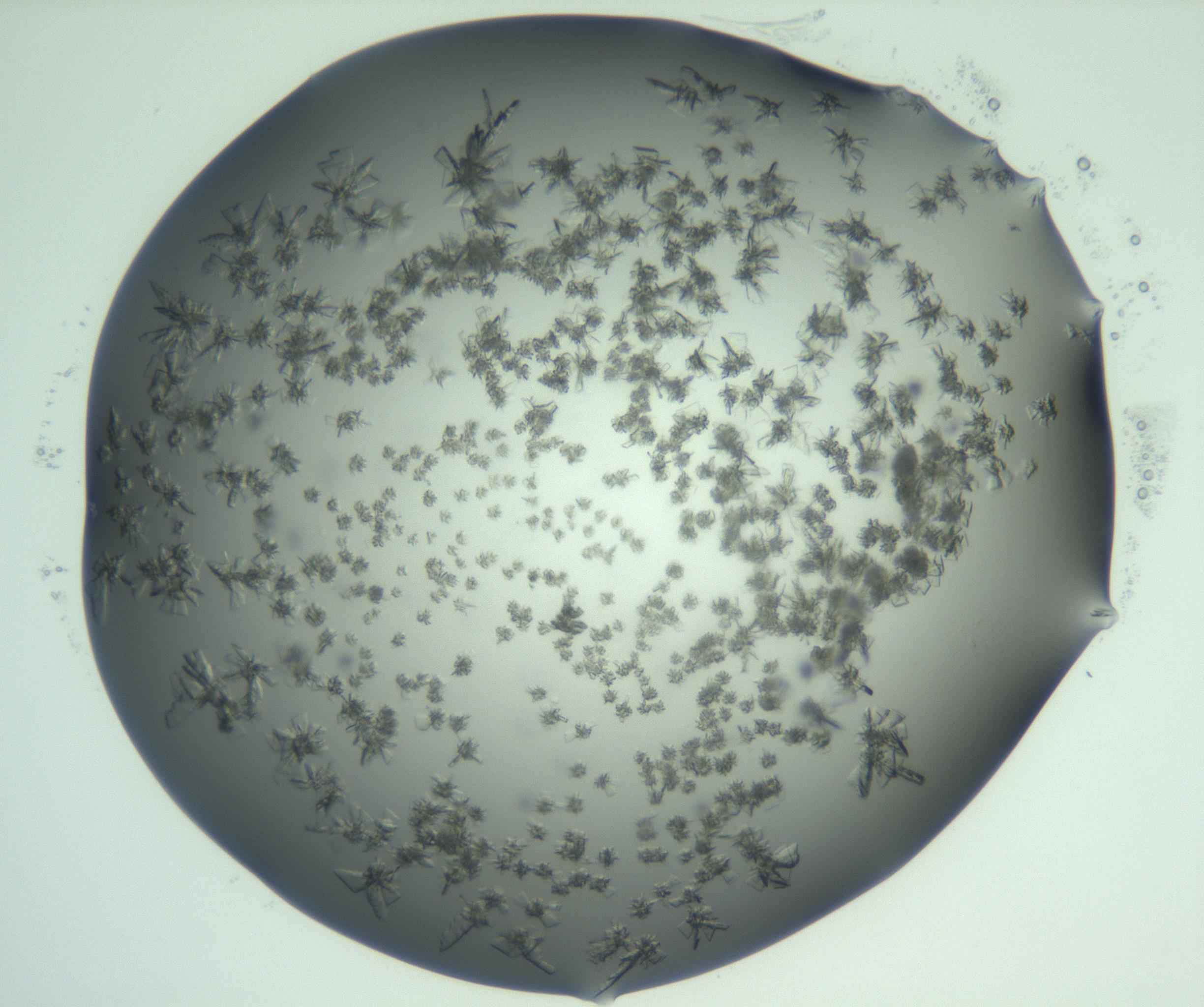 RI01_03_000_0212_Proj1_Clon1_MC_0000MC103060_005_161201_01_05_02_00_99_002_001_RAI.jpg