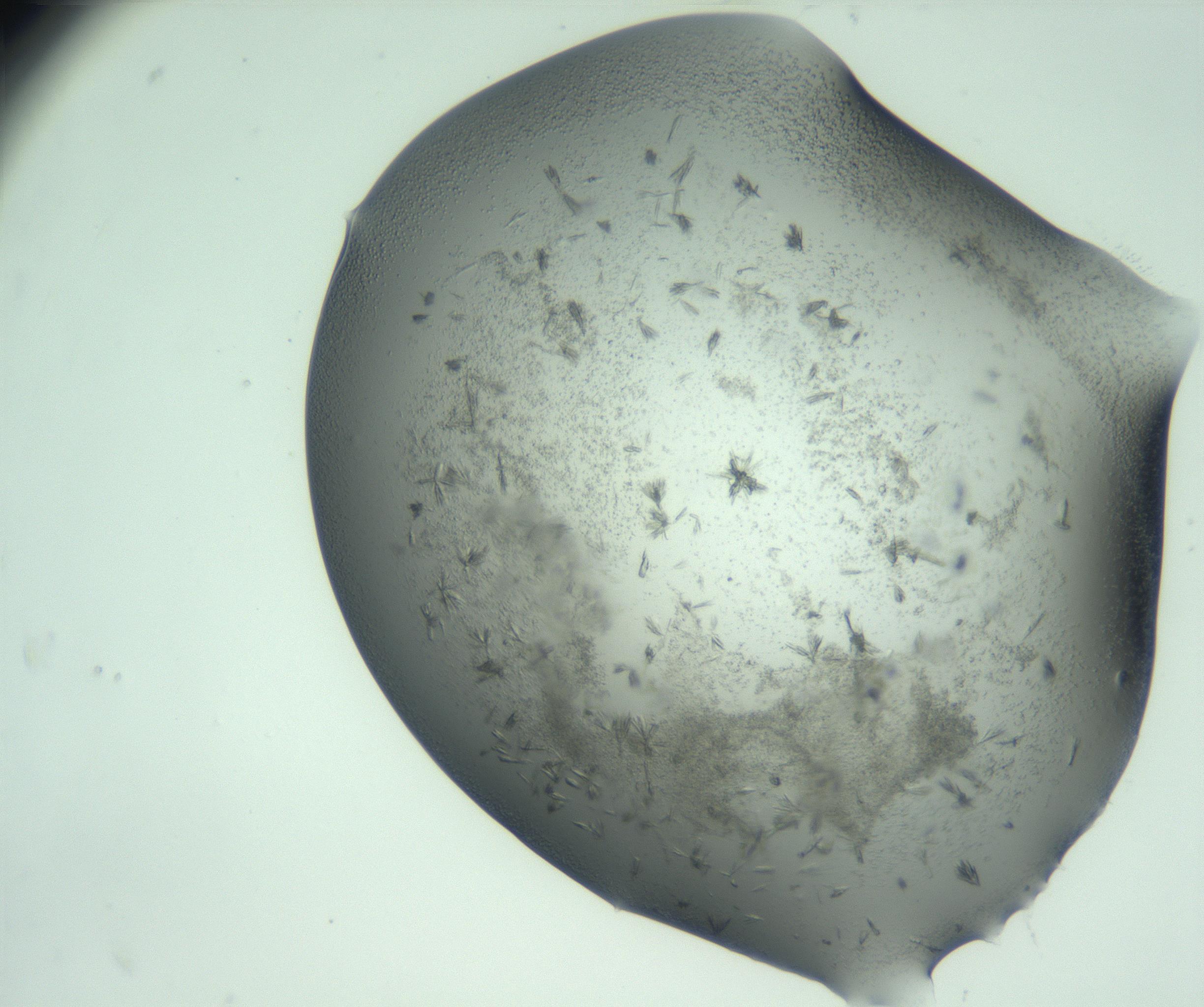RI01_03_000_0212_Proj1_Clon1_MC_0000MC103060_005_161201_01_07_01_00_99_002_001_RAI.jpg