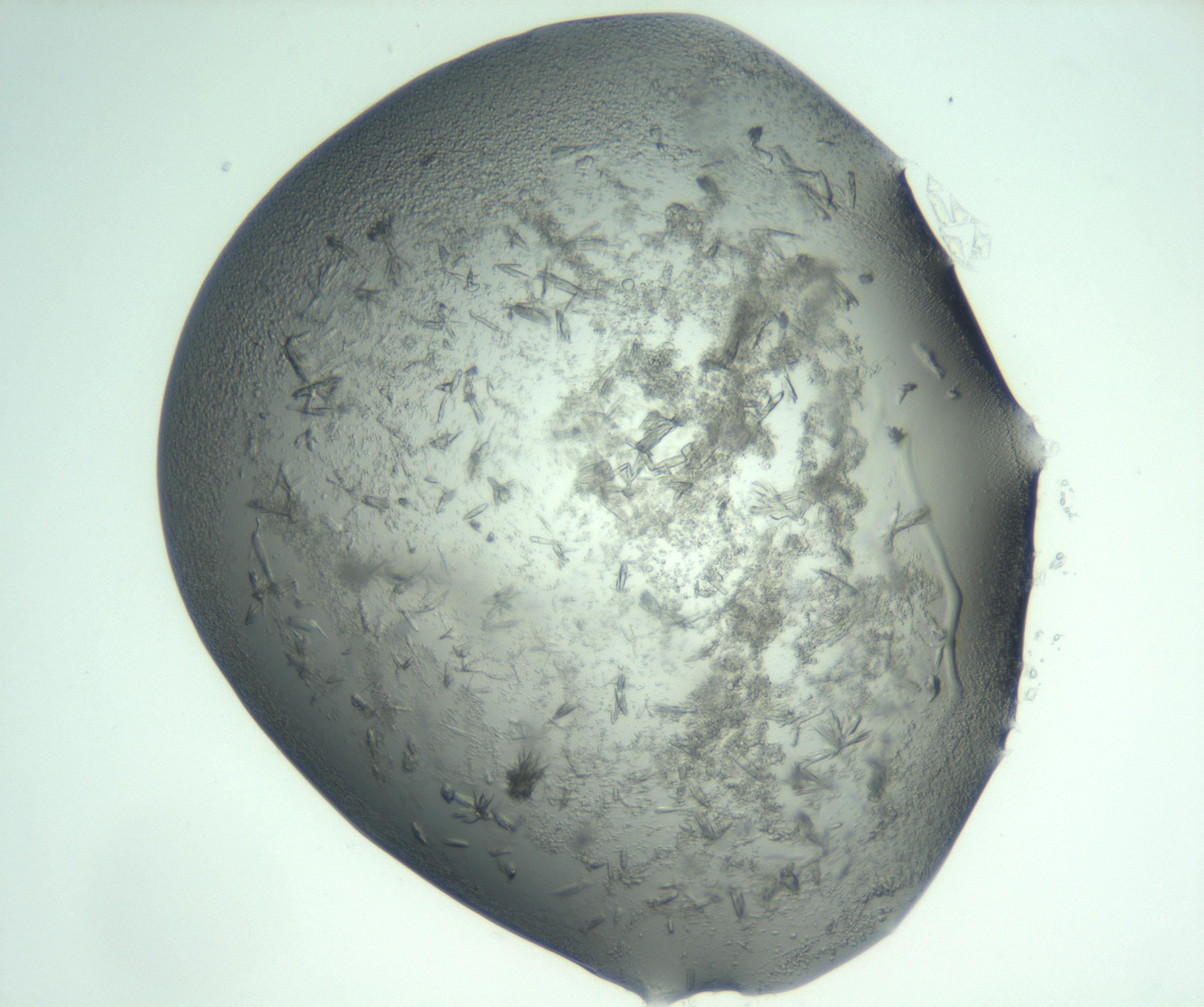 RI01_03_000_0212_Proj1_Clon1_MC_0000MC103060_005_161201_01_07_02_00_99_002_001_RAI.jpg