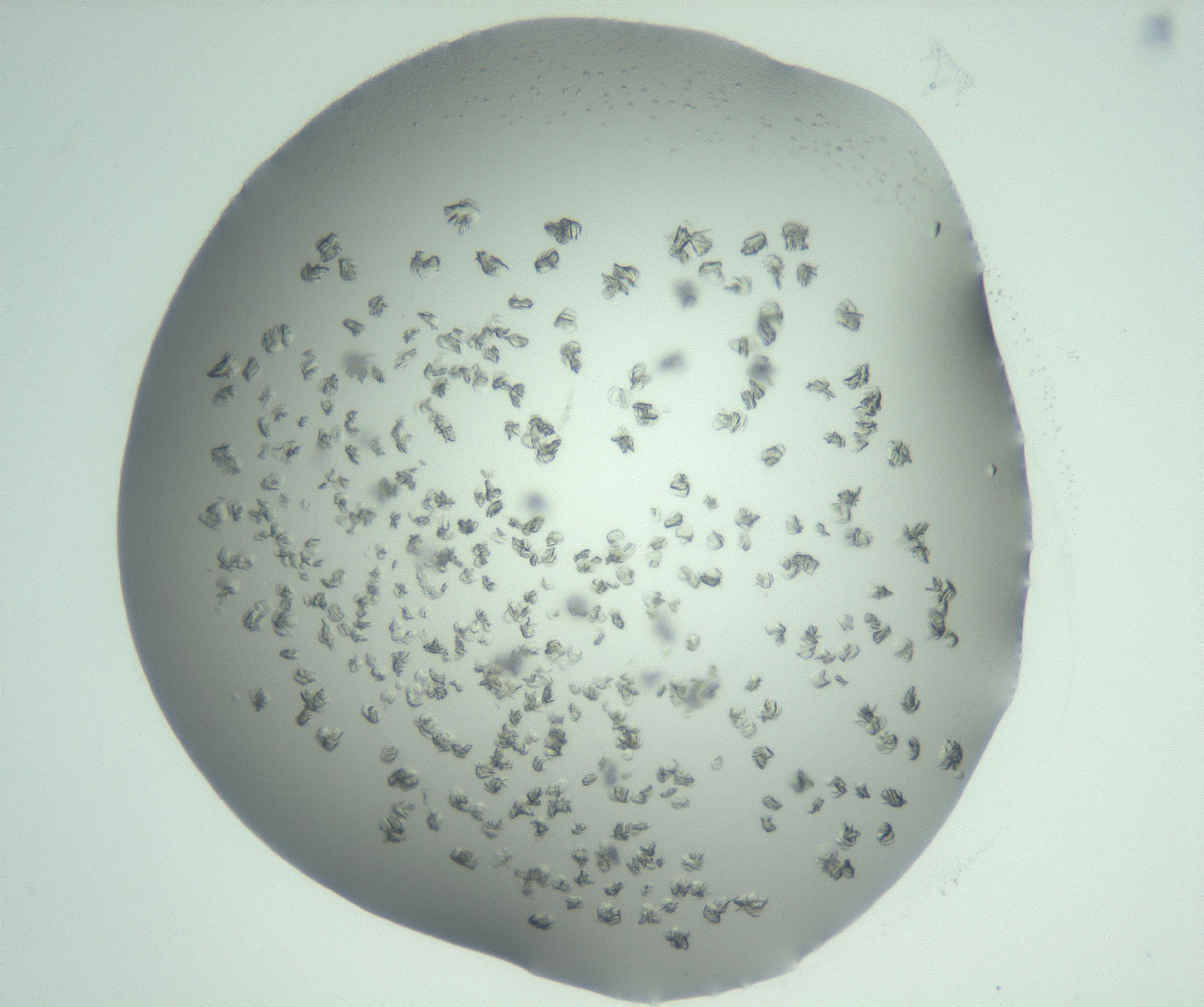 RI01_03_000_0212_Proj1_Clon1_MC_0000MC103060_005_161201_01_08_01_00_99_002_001_RAI.jpg