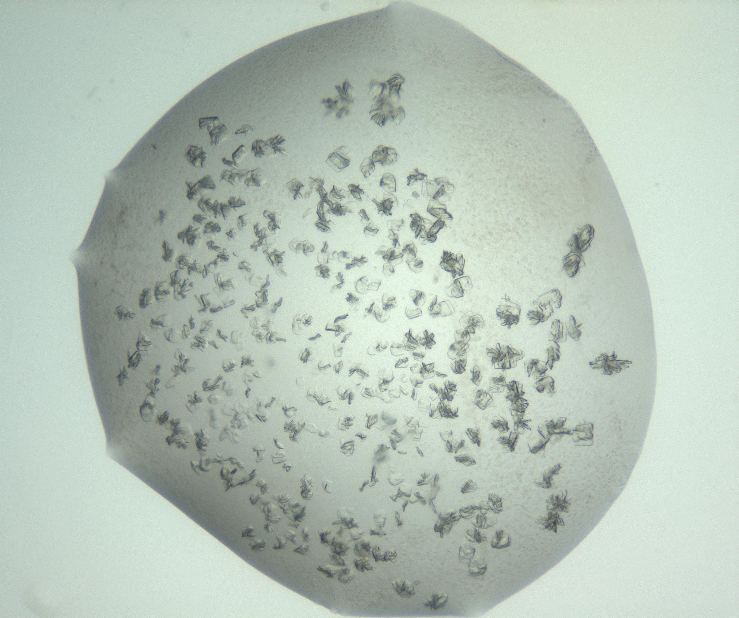 RI01_03_000_0212_Proj1_Clon1_MC_0000MC103060_005_161201_01_08_02_00_99_002_001_RAI.jpg