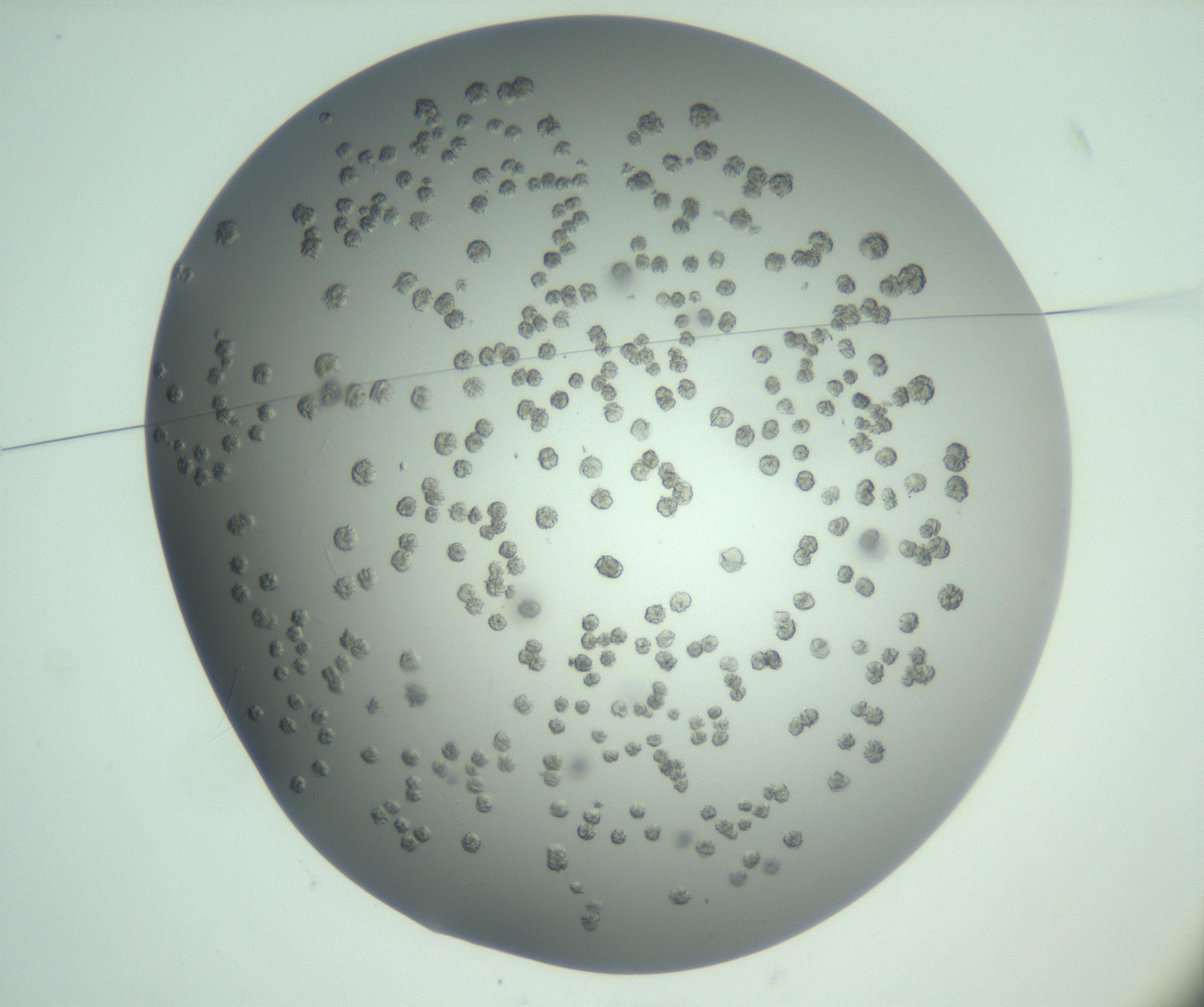 RI01_03_000_0212_Proj1_Clon1_MC_0000MC103060_005_161201_02_01_01_00_99_002_001_RAI.jpg