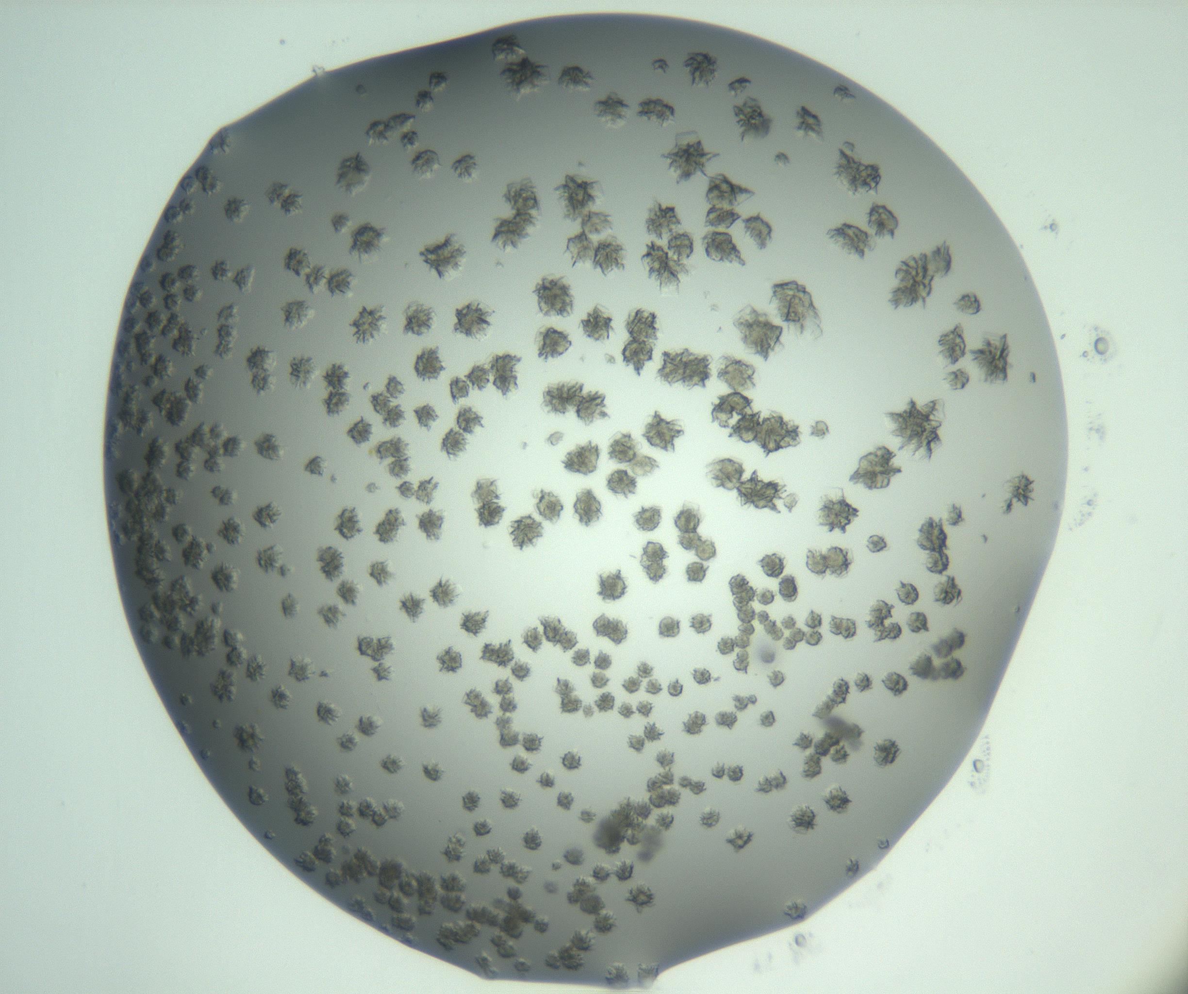 RI01_03_000_0212_Proj1_Clon1_MC_0000MC103060_005_161201_02_01_02_00_99_002_001_RAI.jpg