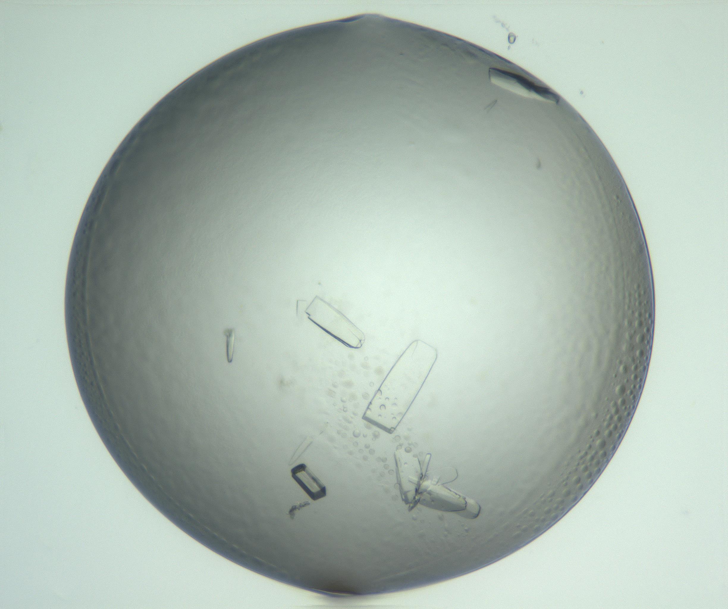 RI01_03_000_0212_Proj1_Clon1_MC_0000MC103060_005_161201_02_04_02_00_99_002_001_RAI.jpg