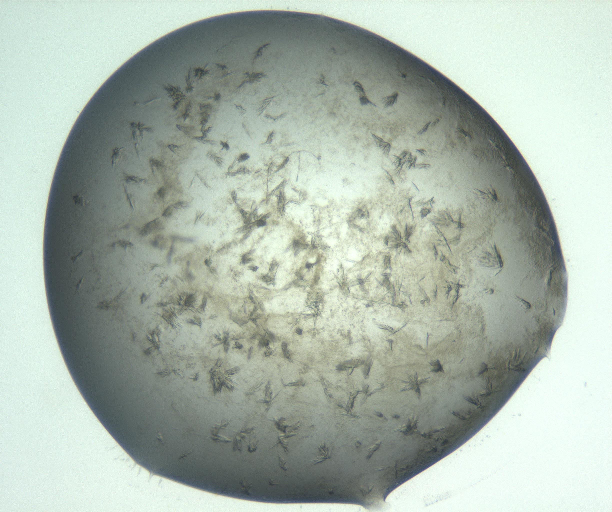 RI01_03_000_0212_Proj1_Clon1_MC_0000MC103060_005_161201_03_04_01_00_99_002_001_RAI.jpg