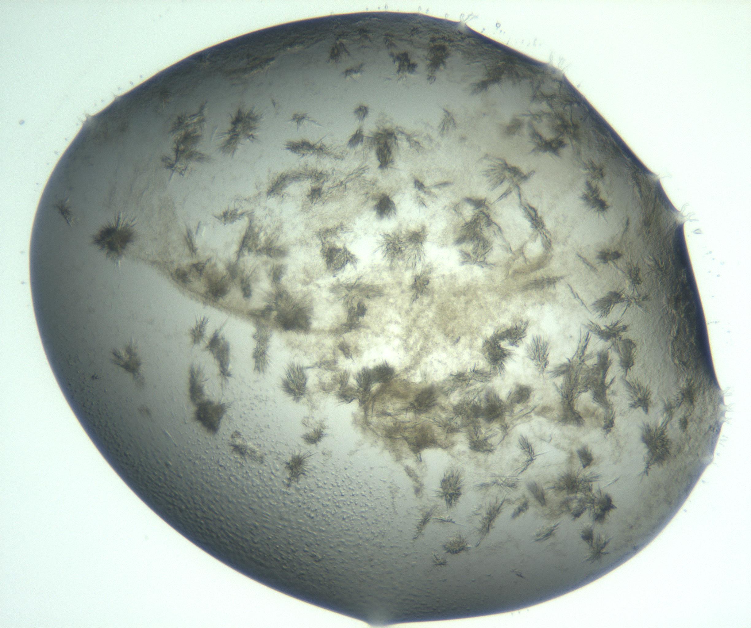 RI01_03_000_0212_Proj1_Clon1_MC_0000MC103060_005_161201_03_04_02_00_99_002_001_RAI.jpg