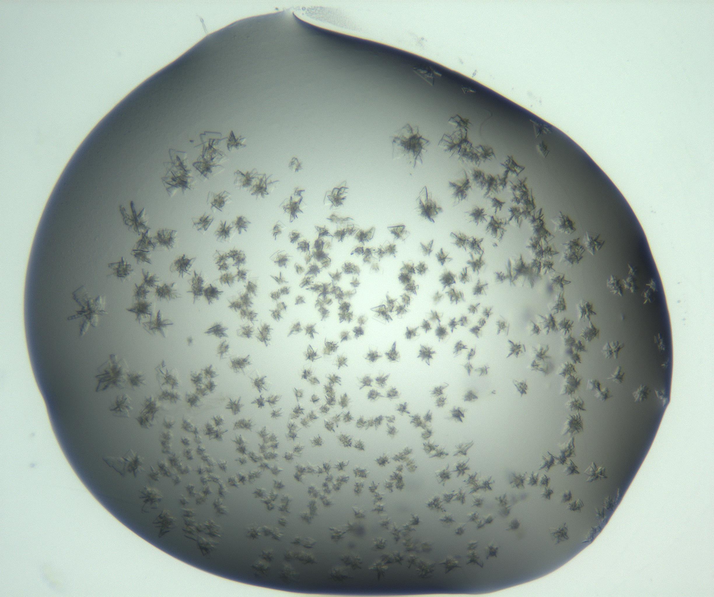 RI01_03_000_0212_Proj1_Clon1_MC_0000MC103060_005_161201_03_08_01_00_99_002_001_RAI.jpg