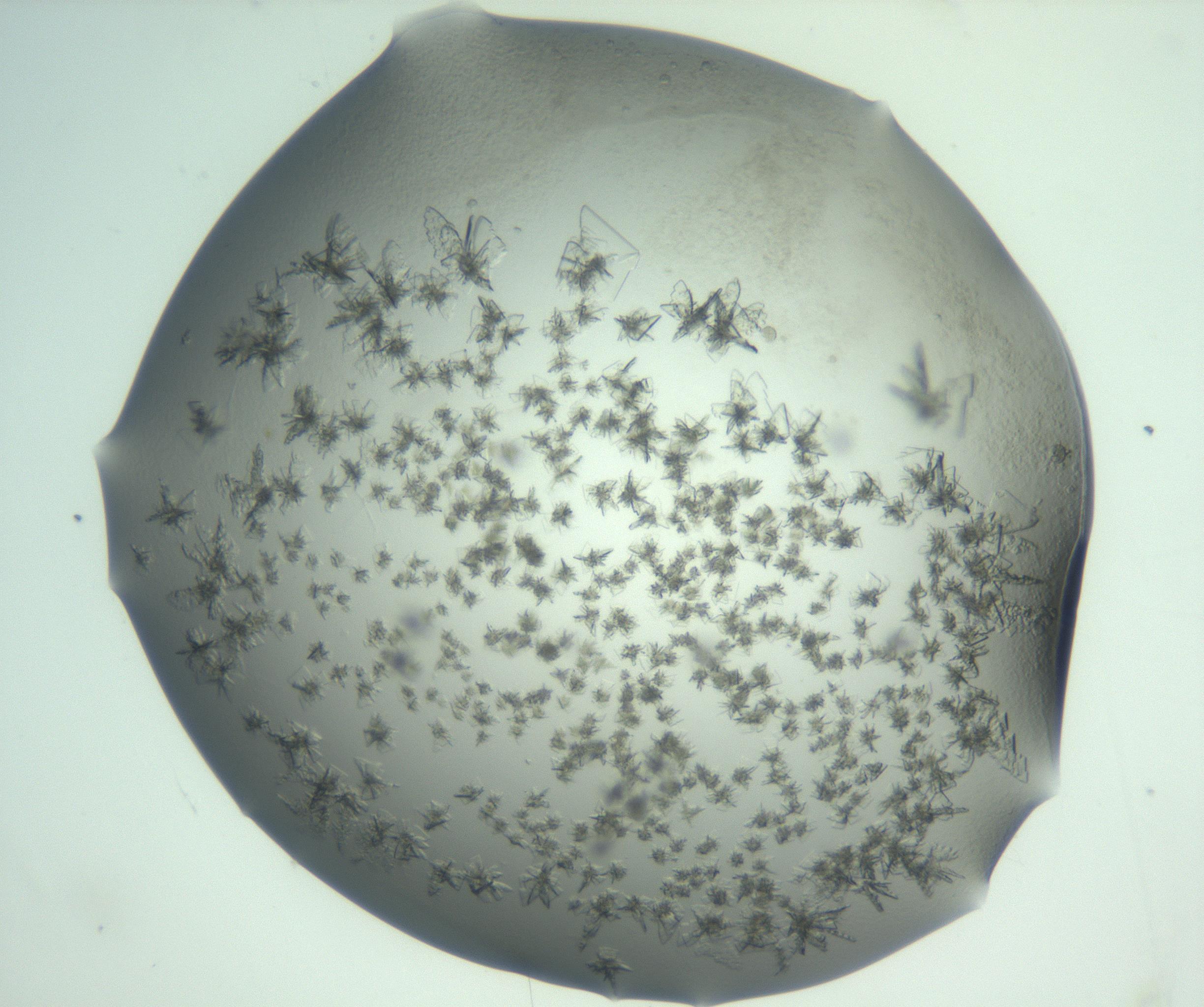 RI01_03_000_0212_Proj1_Clon1_MC_0000MC103060_005_161201_03_08_02_00_99_002_001_RAI.jpg
