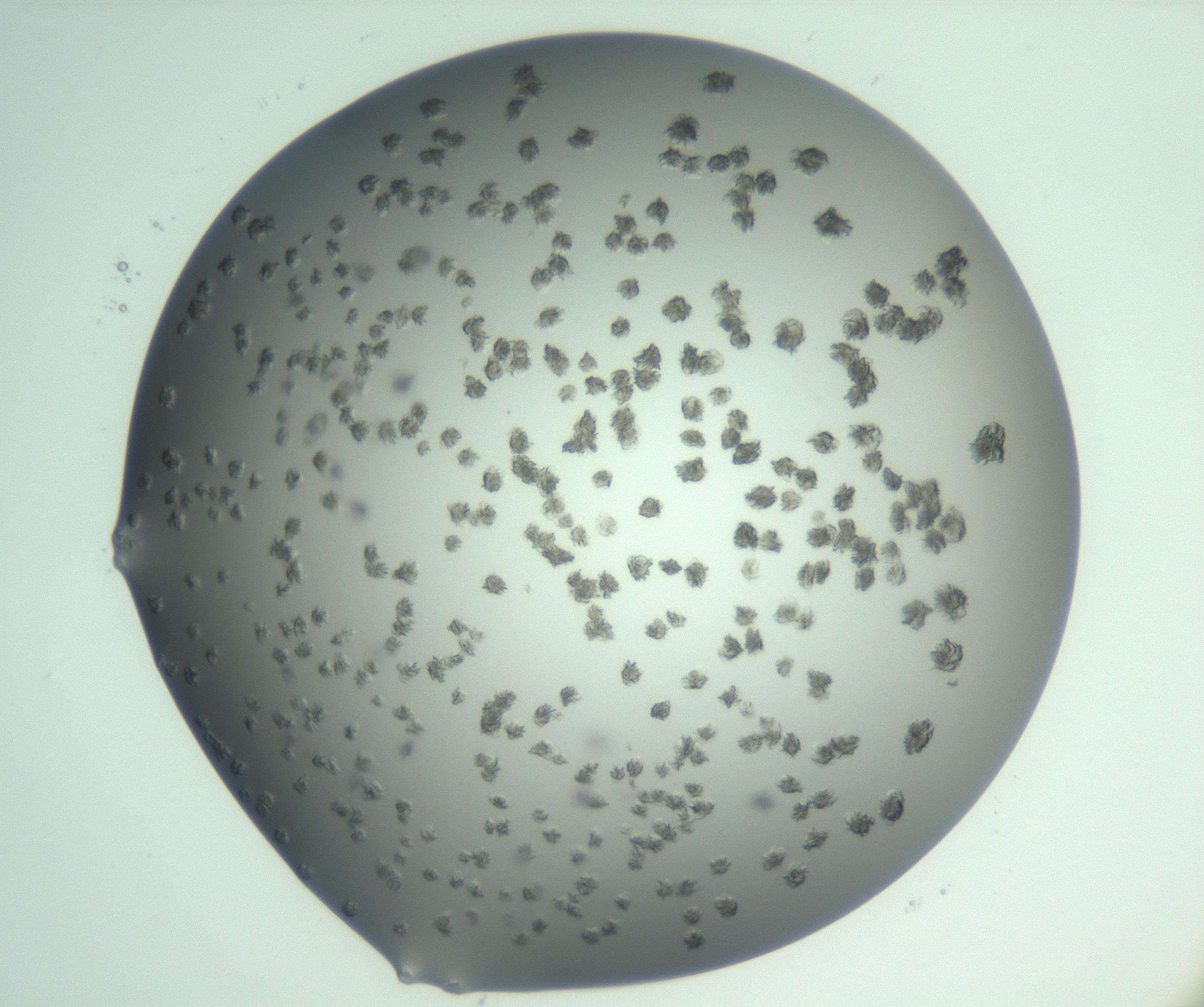 RI01_03_000_0212_Proj1_Clon1_MC_0000MC103060_005_161201_04_02_01_00_99_002_001_RAI.jpg