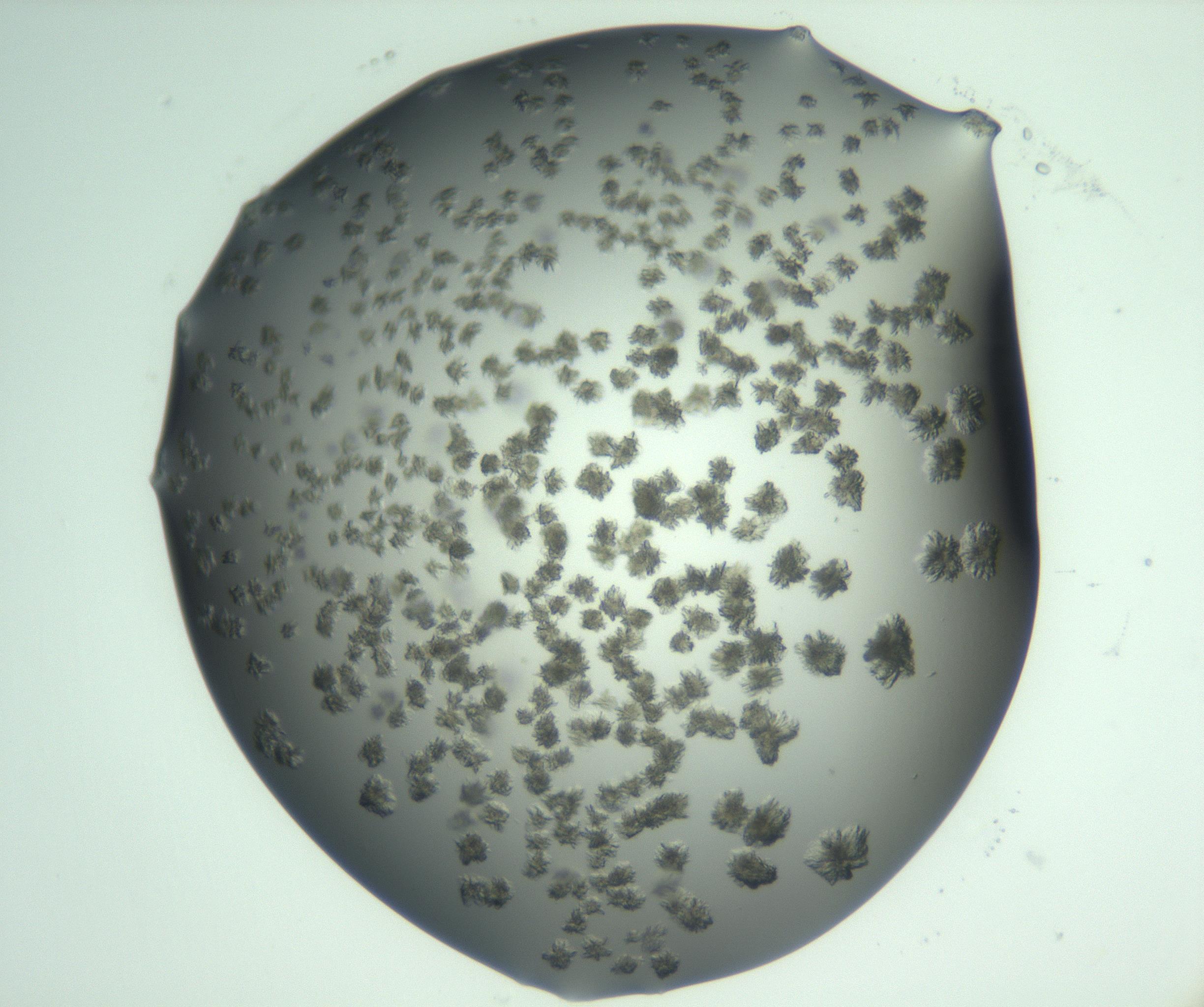 RI01_03_000_0212_Proj1_Clon1_MC_0000MC103060_005_161201_04_02_02_00_99_002_001_RAI.jpg
