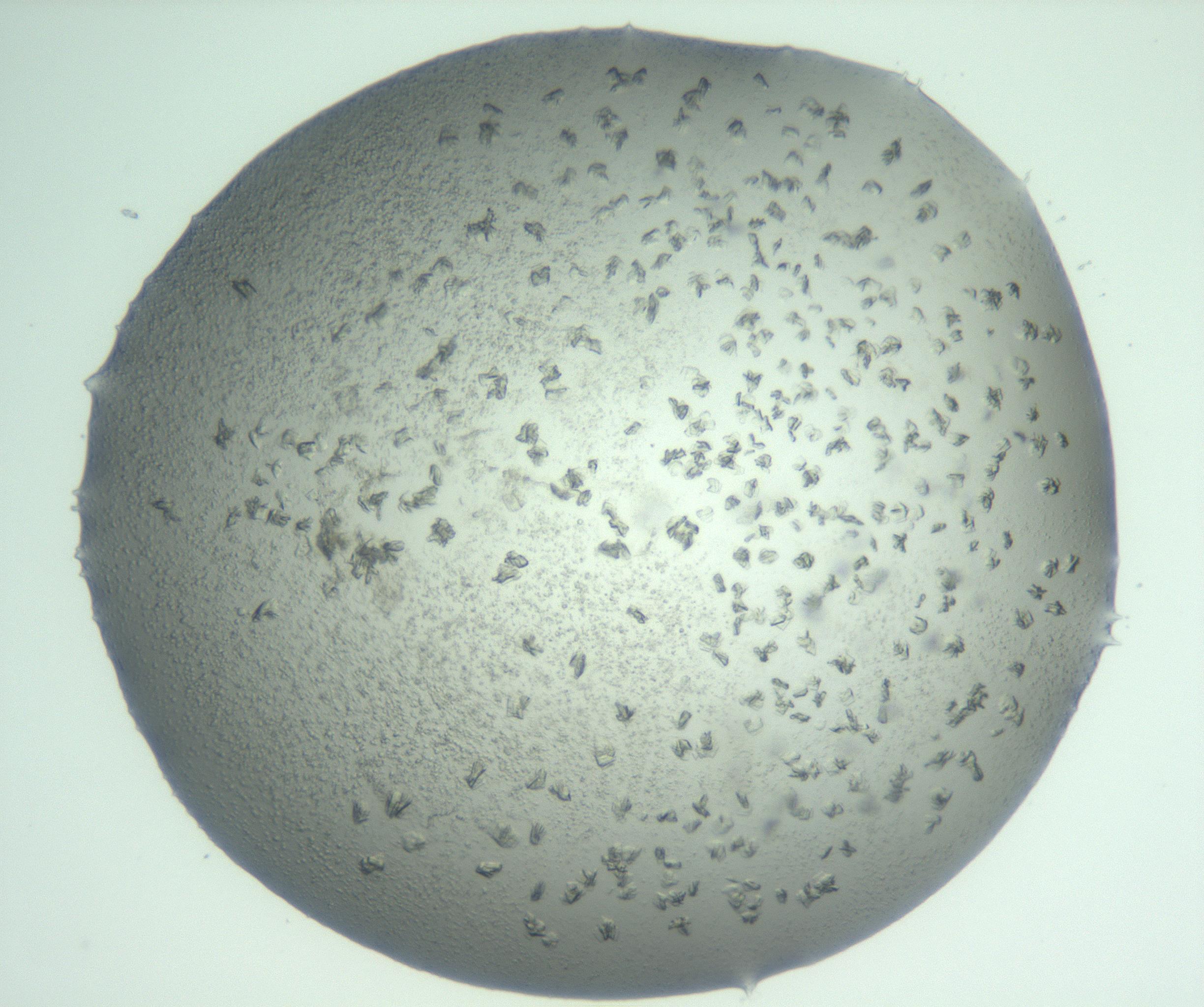 RI01_03_000_0212_Proj1_Clon1_MC_0000MC103060_005_161201_04_05_01_00_99_002_001_RAI.jpg