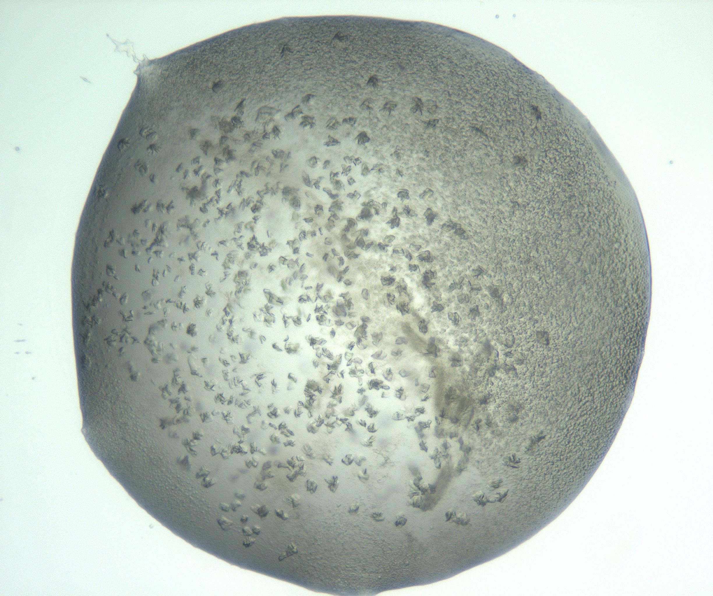 RI01_03_000_0212_Proj1_Clon1_MC_0000MC103060_005_161201_04_05_02_00_99_002_001_RAI.jpg