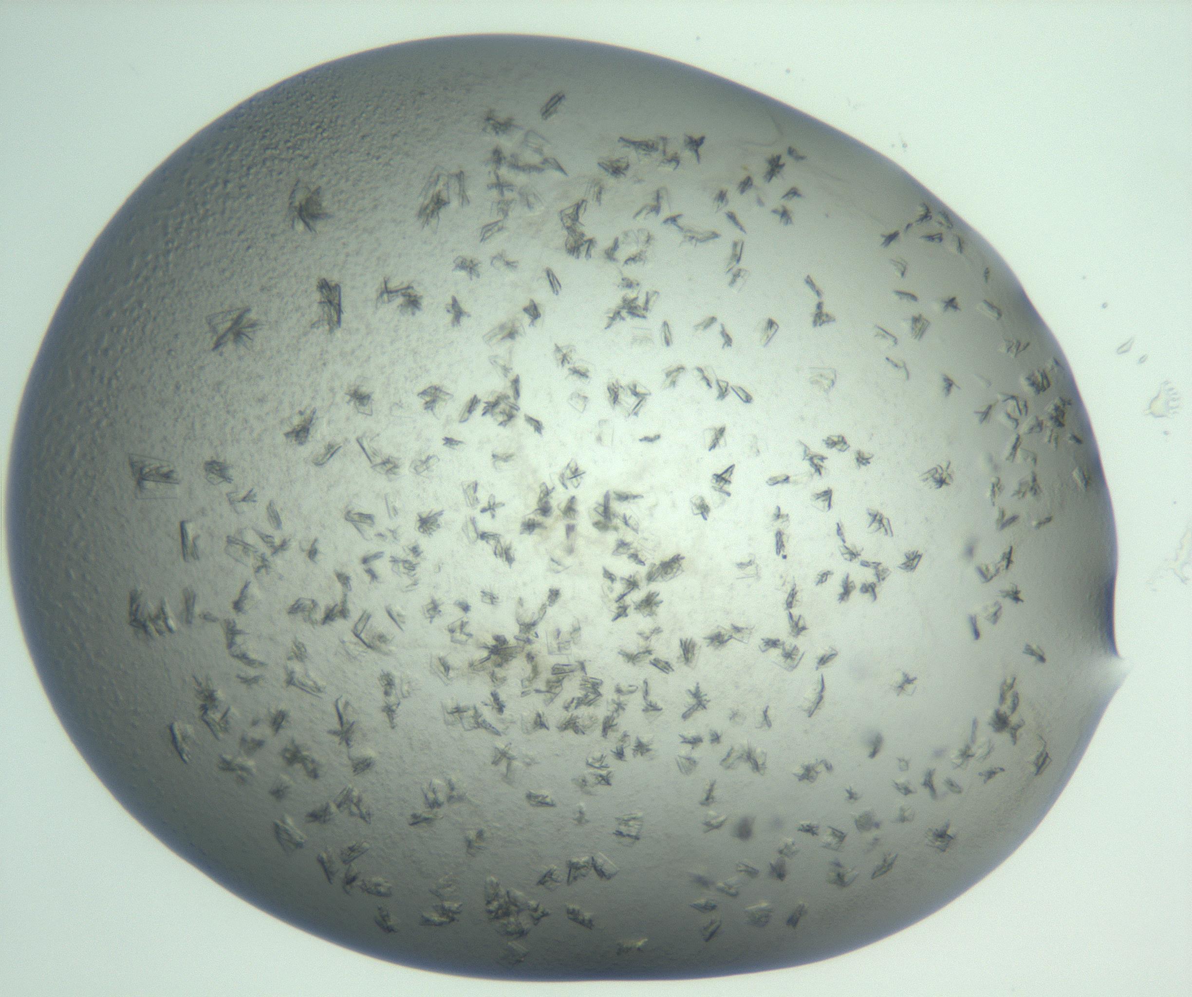 RI01_03_000_0212_Proj1_Clon1_MC_0000MC103060_005_161201_04_08_01_00_99_002_001_RAI.jpg