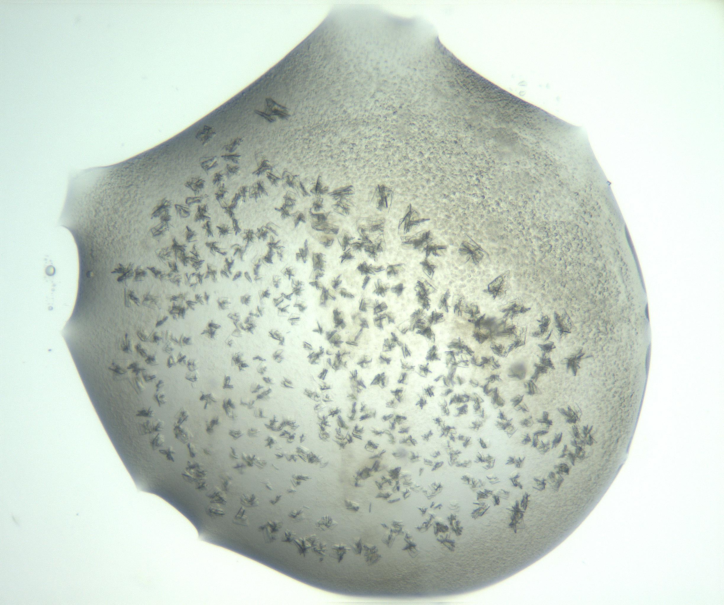 RI01_03_000_0212_Proj1_Clon1_MC_0000MC103060_005_161201_04_08_02_00_99_002_001_RAI.jpg