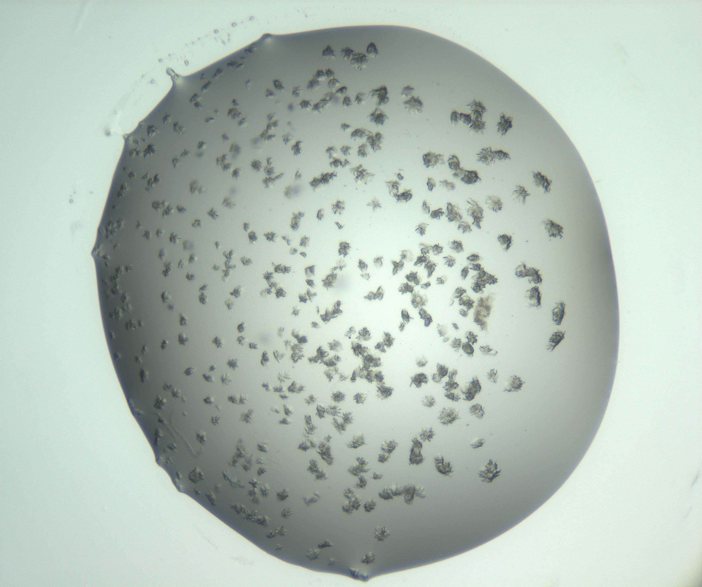 RI01_03_000_0212_Proj1_Clon1_MC_0000MC103060_005_161201_05_01_01_00_99_002_001_RAI.jpg