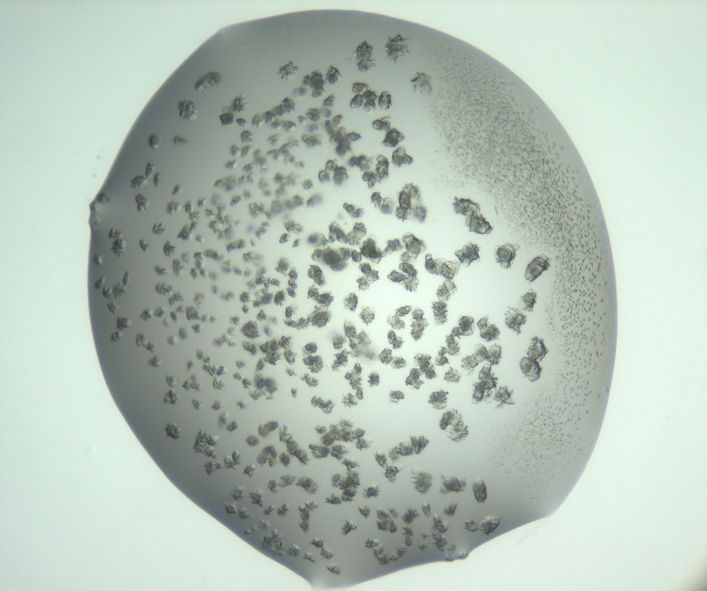 RI01_03_000_0212_Proj1_Clon1_MC_0000MC103060_005_161201_05_01_02_00_99_002_001_RAI.jpg