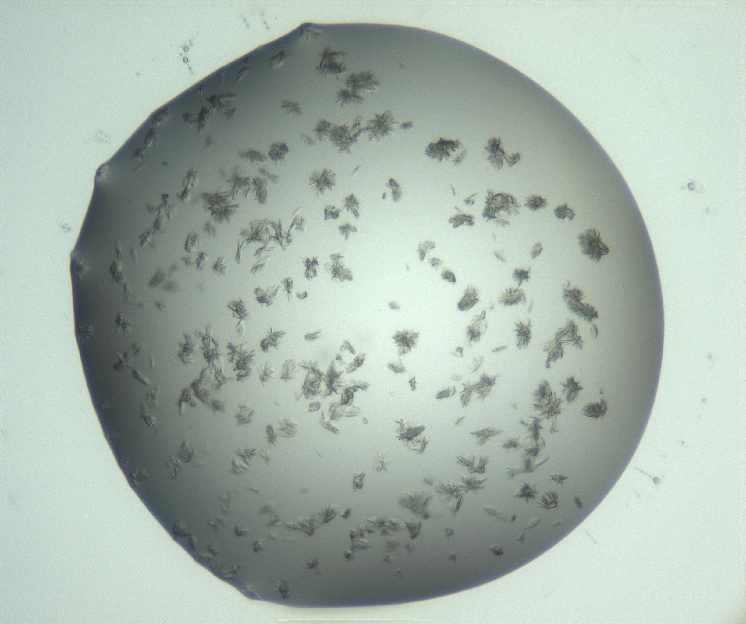 RI01_03_000_0212_Proj1_Clon1_MC_0000MC103060_005_161201_05_02_01_00_99_002_001_RAI.jpg