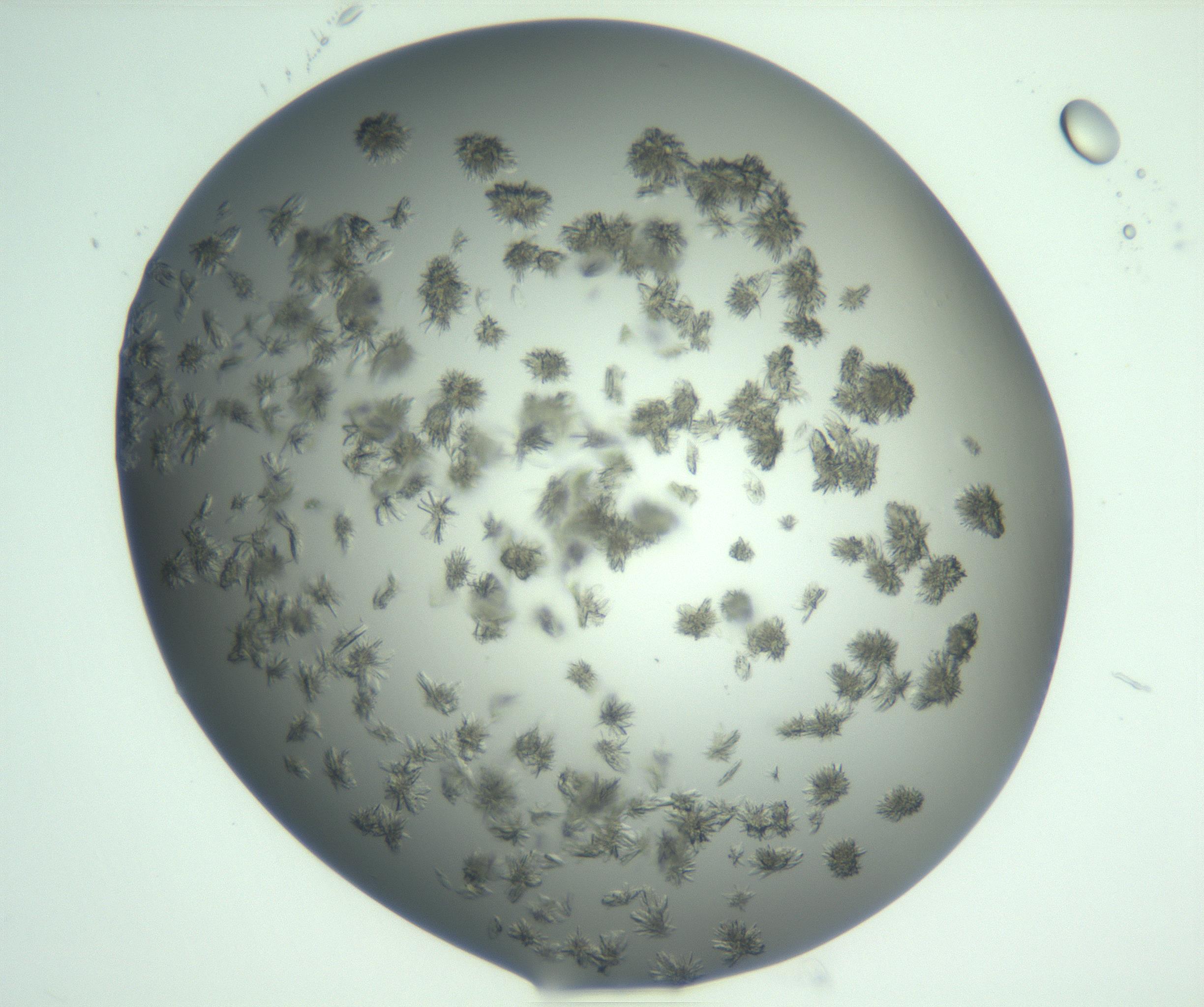 RI01_03_000_0212_Proj1_Clon1_MC_0000MC103060_005_161201_05_02_02_00_99_002_001_RAI.jpg