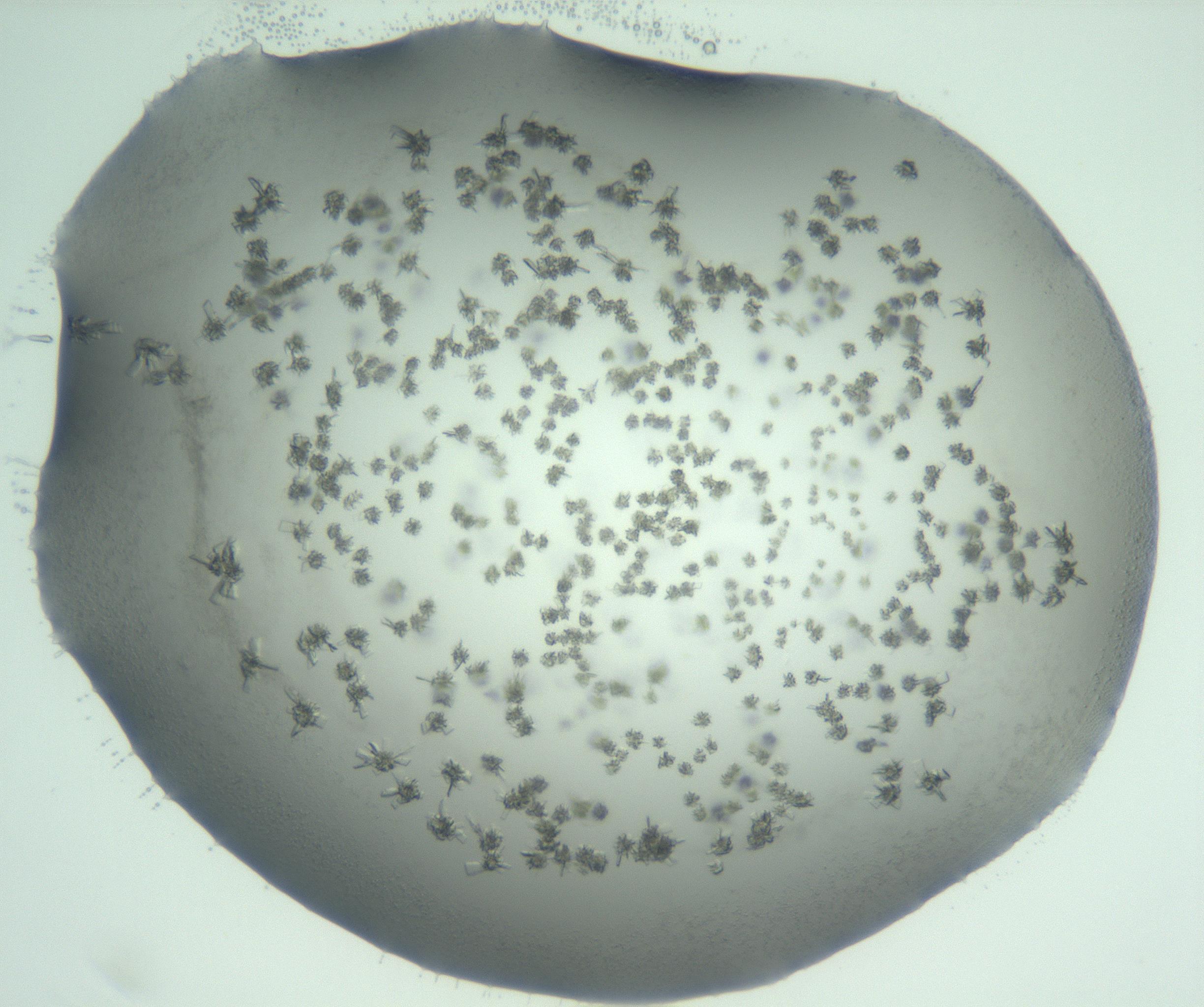 RI01_03_000_0212_Proj1_Clon1_MC_0000MC103060_005_161201_05_05_01_00_99_002_001_RAI.jpg