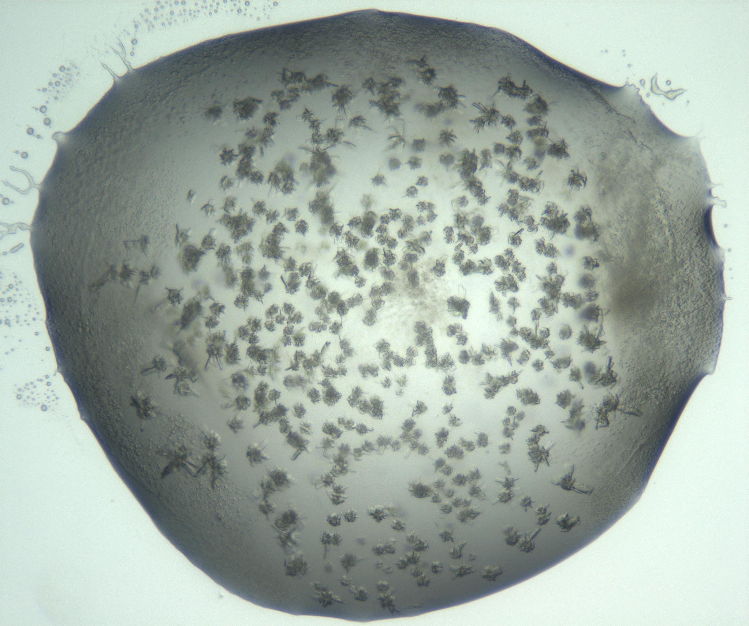 RI01_03_000_0212_Proj1_Clon1_MC_0000MC103060_005_161201_05_05_02_00_99_002_001_RAI.jpg