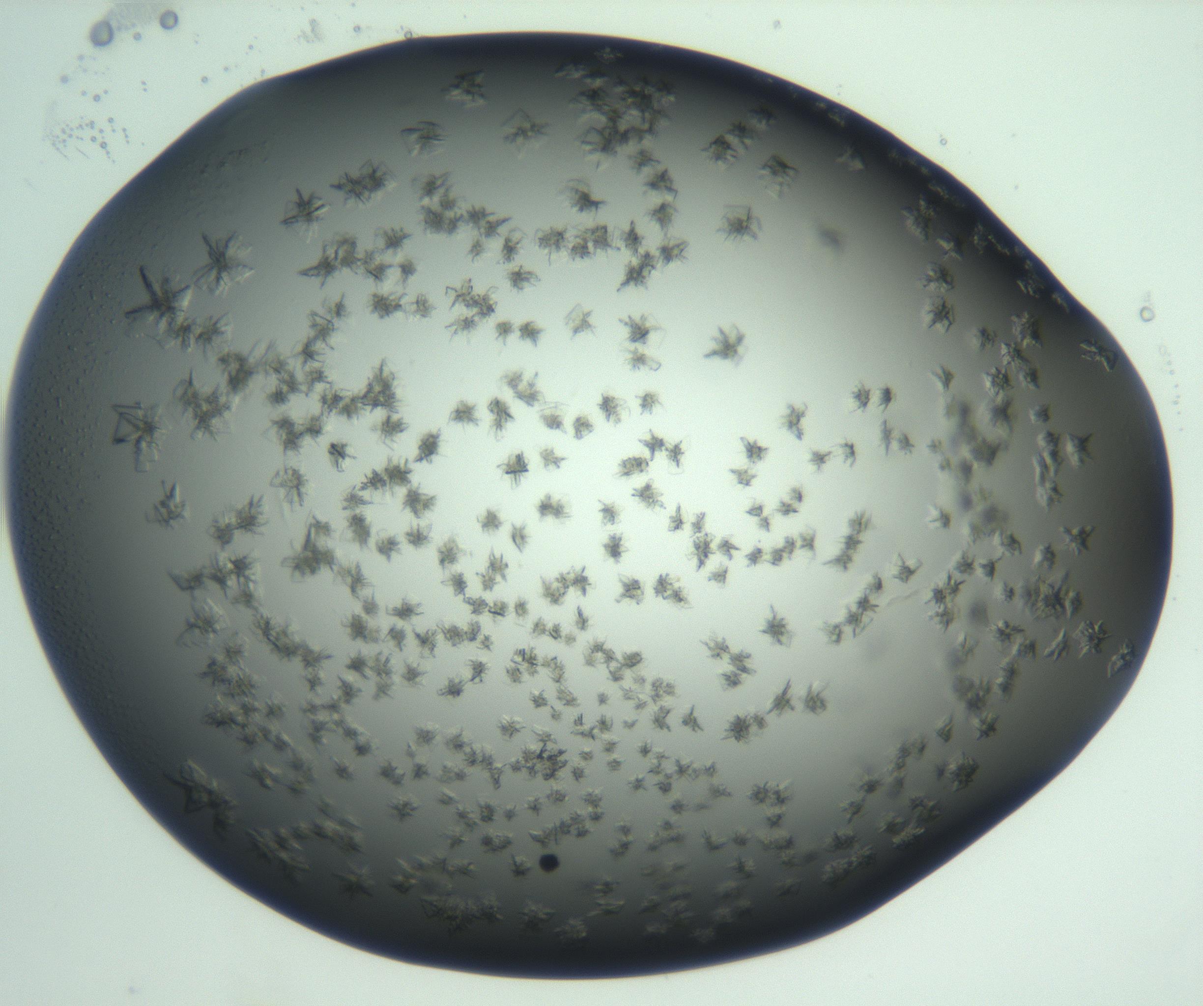 RI01_03_000_0212_Proj1_Clon1_MC_0000MC103060_005_161201_05_08_01_00_99_002_001_RAI.jpg
