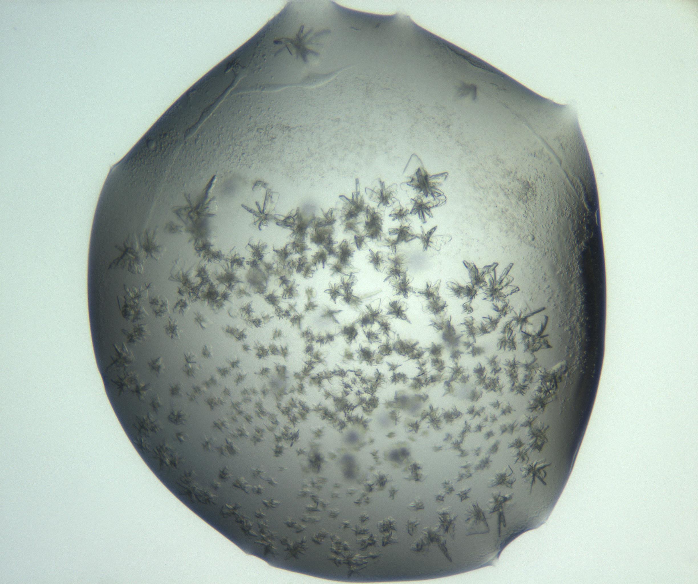 RI01_03_000_0212_Proj1_Clon1_MC_0000MC103060_005_161201_05_08_02_00_99_002_001_RAI.jpg