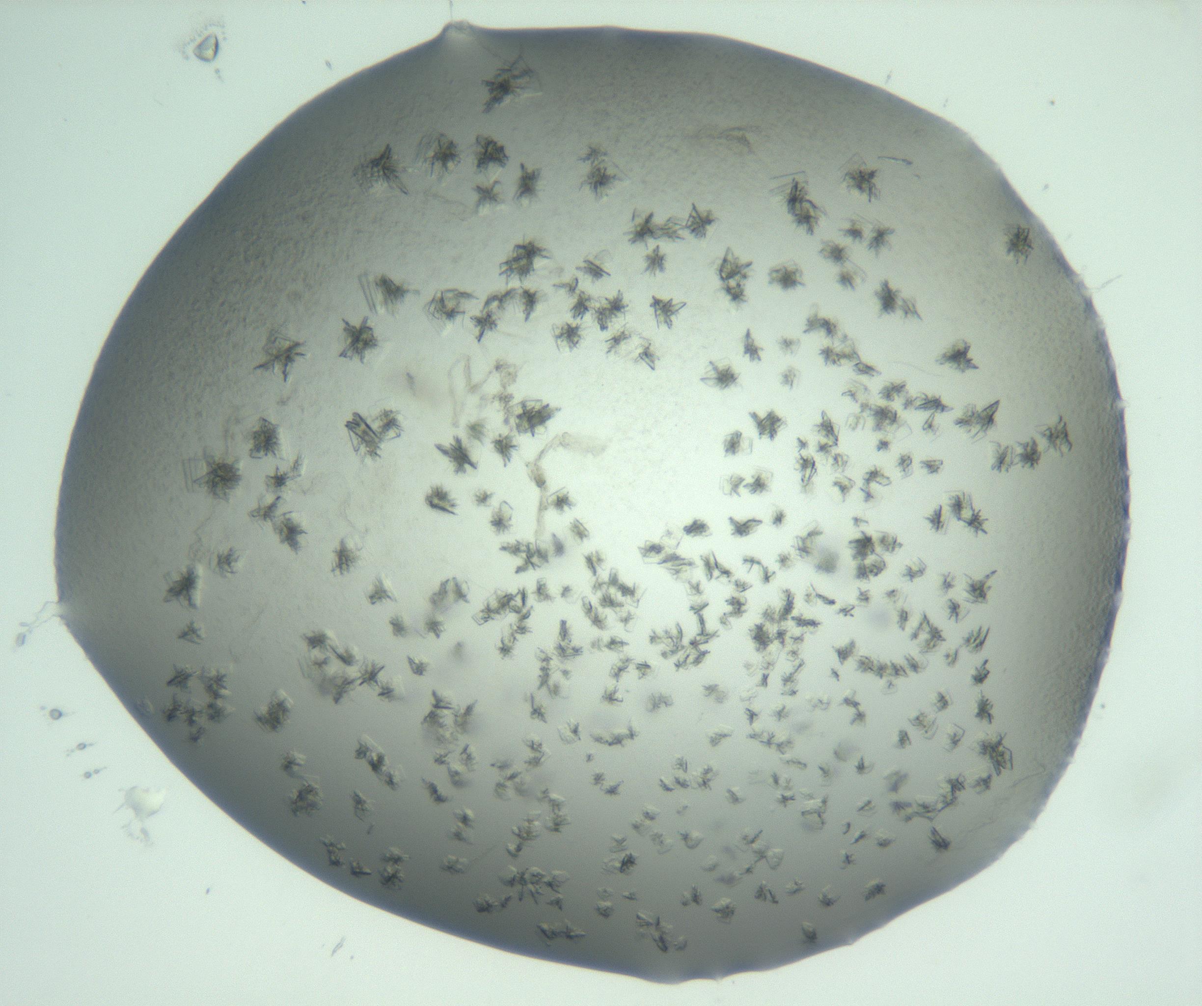 RI01_03_000_0212_Proj1_Clon1_MC_0000MC103060_005_161201_06_04_01_00_99_002_001_RAI.jpg