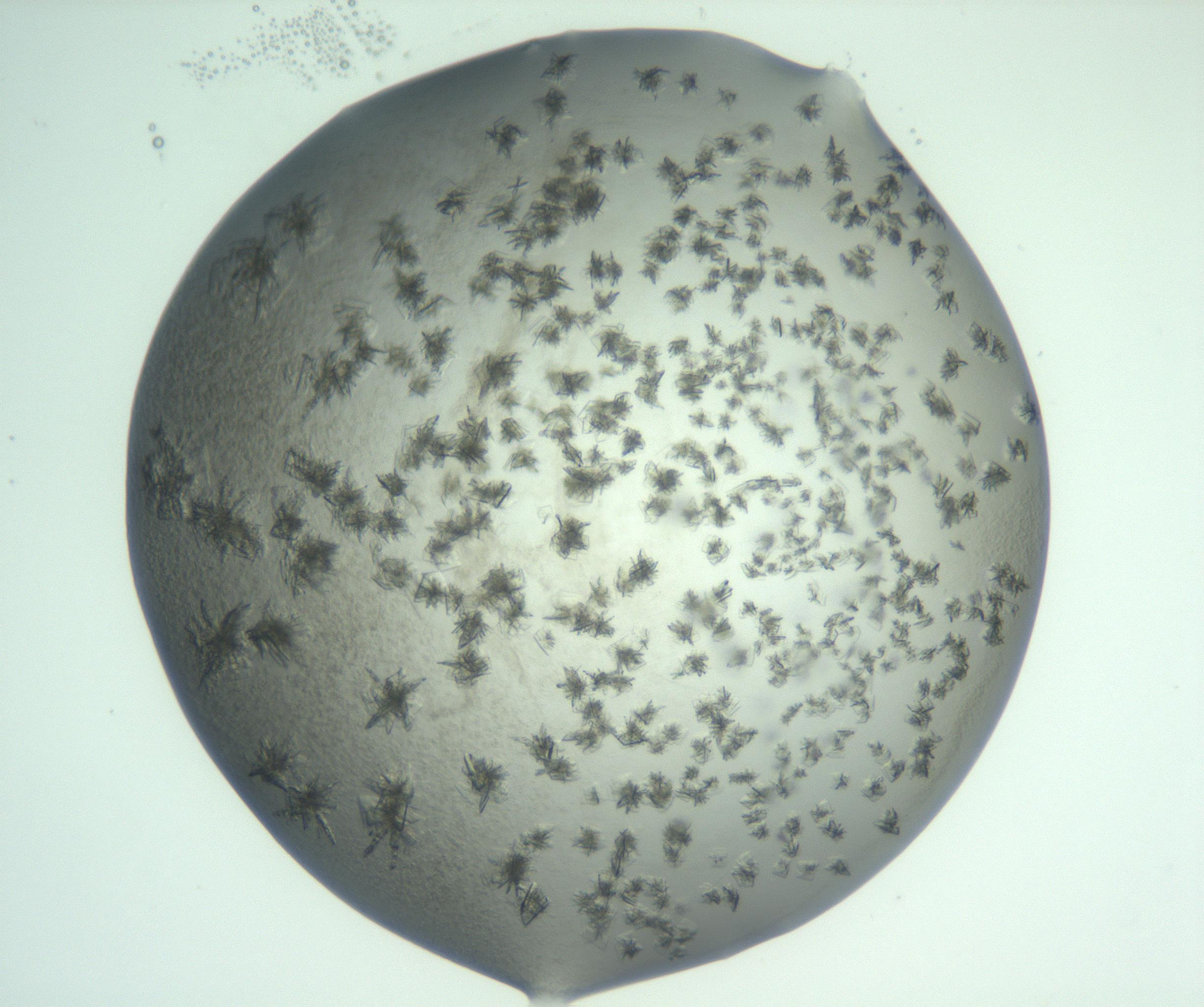 RI01_03_000_0212_Proj1_Clon1_MC_0000MC103060_005_161201_06_04_02_00_99_002_001_RAI.jpg