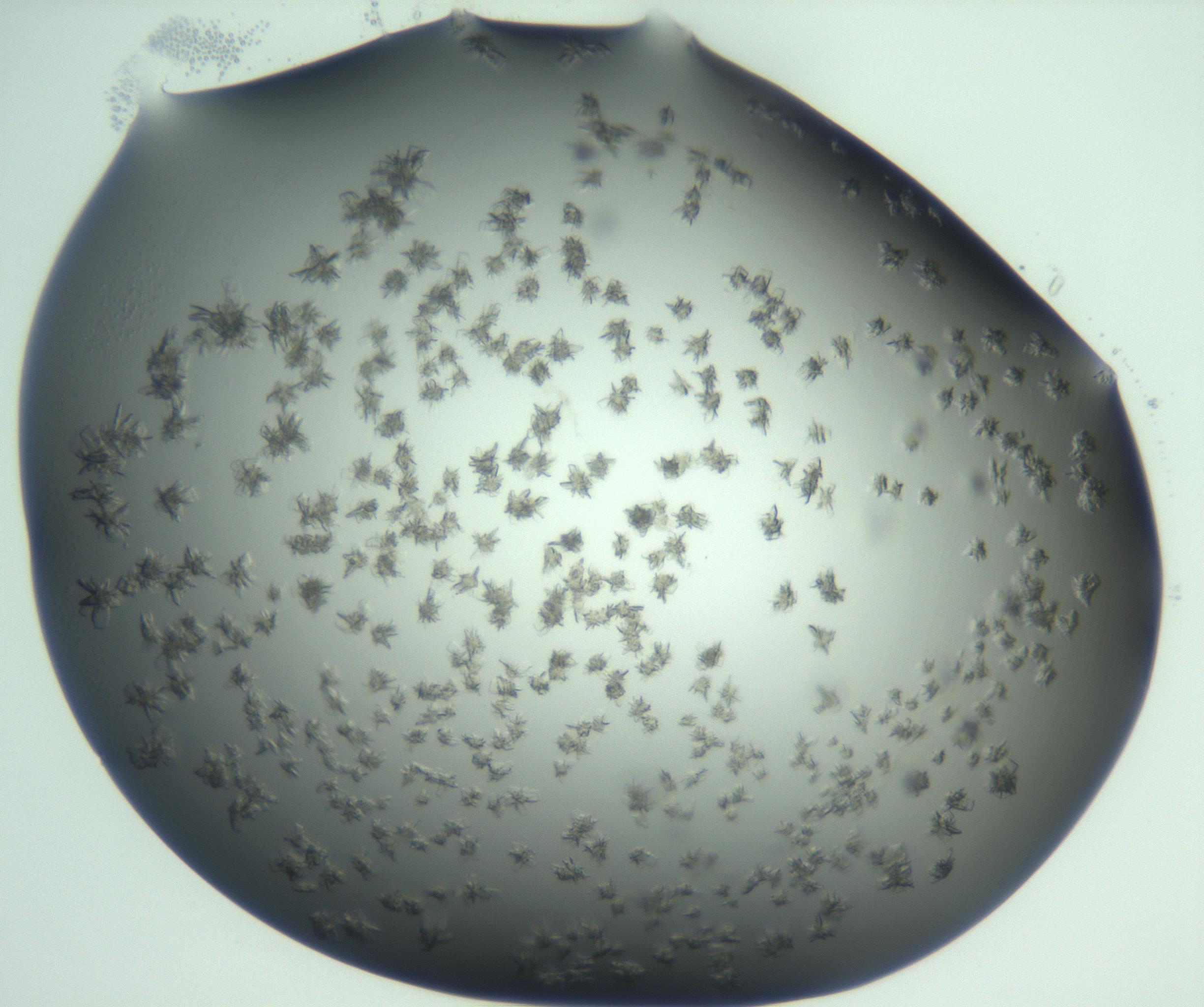RI01_03_000_0212_Proj1_Clon1_MC_0000MC103060_005_161201_06_08_01_00_99_002_001_RAI.jpg