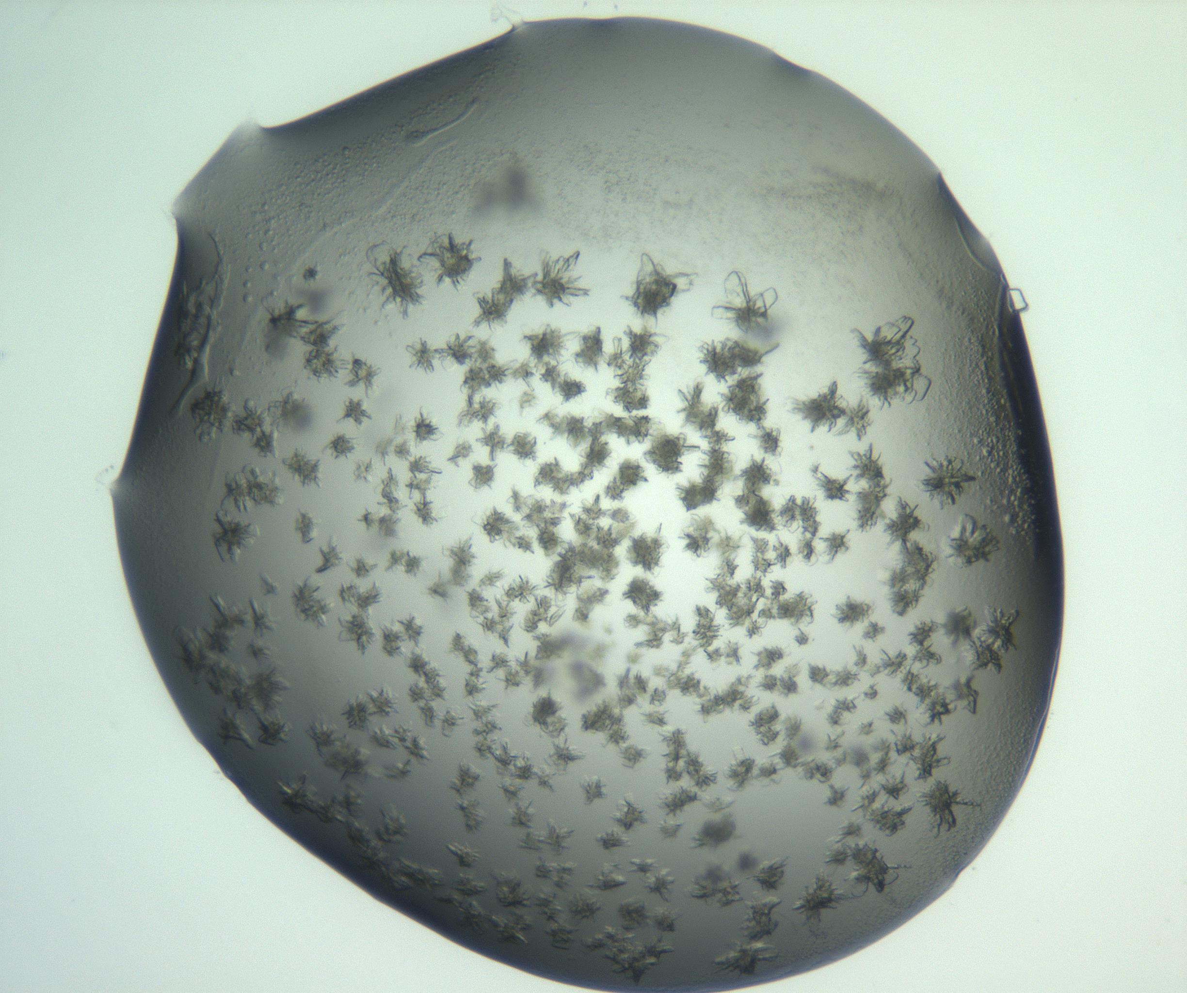 RI01_03_000_0212_Proj1_Clon1_MC_0000MC103060_005_161201_06_08_02_00_99_002_001_RAI.jpg