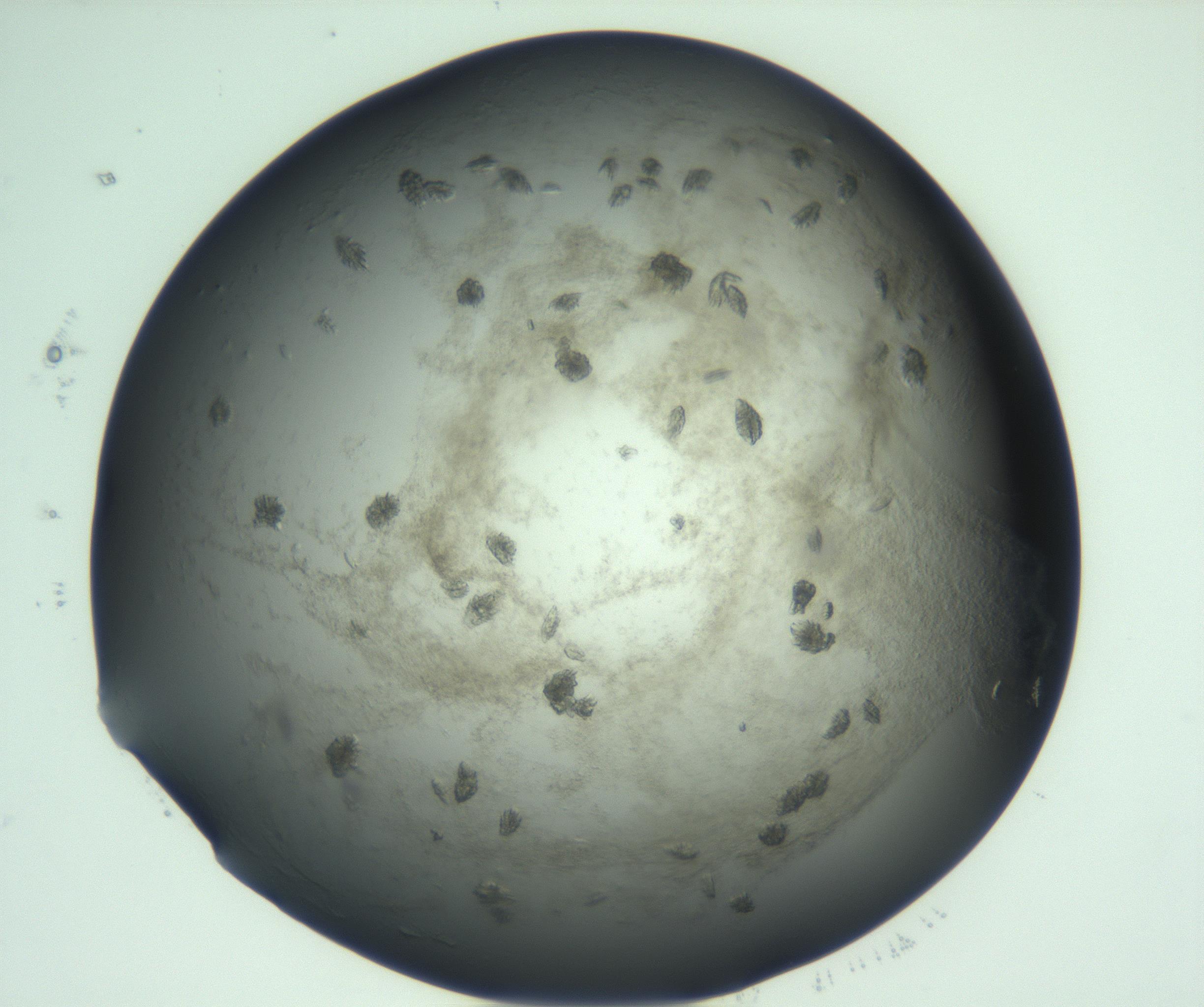 RI01_03_000_0212_Proj1_Clon1_MC_0000MC103060_005_161201_07_03_01_00_99_002_001_RAI.jpg