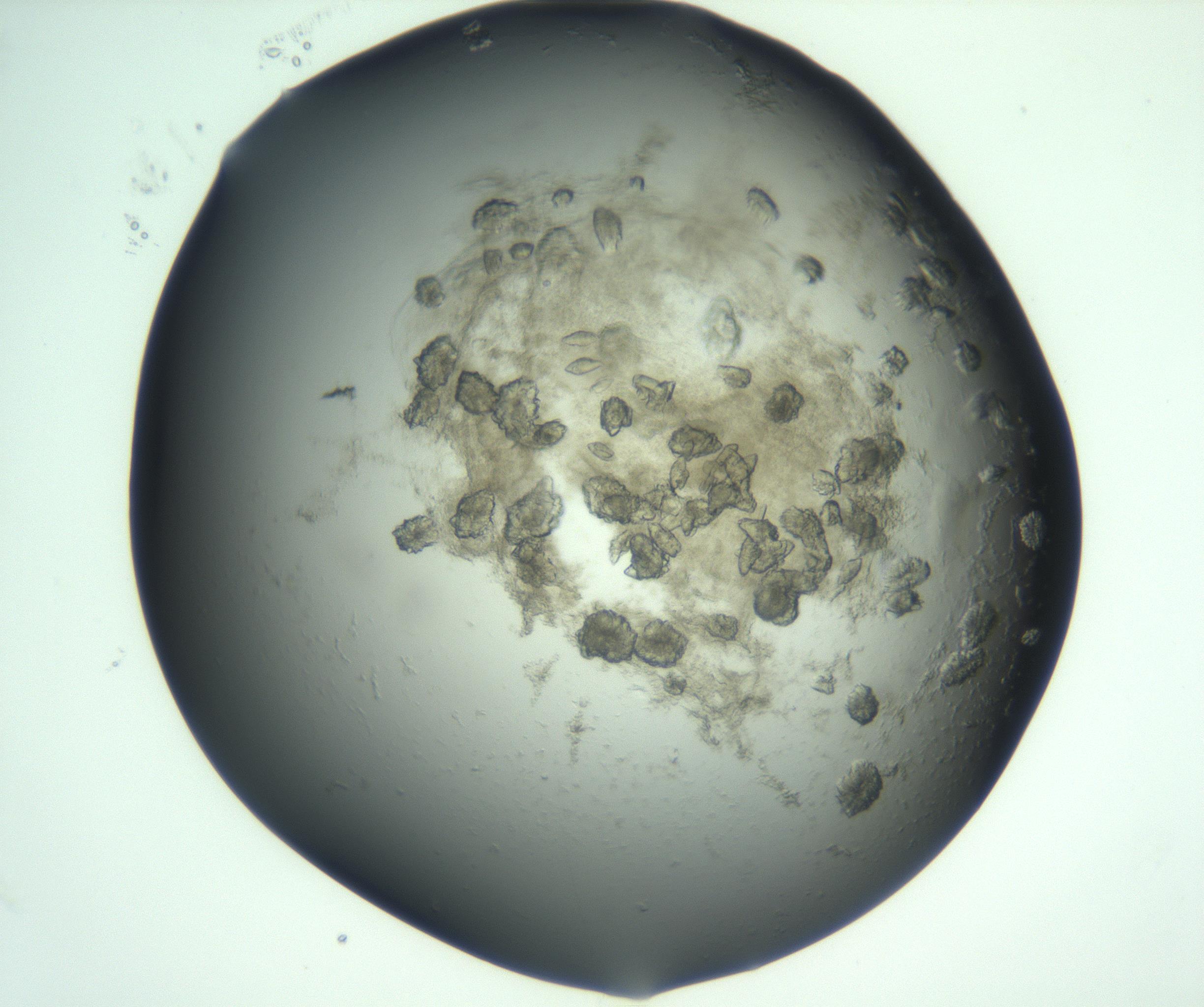 RI01_03_000_0212_Proj1_Clon1_MC_0000MC103060_005_161201_07_03_02_00_99_002_001_RAI.jpg